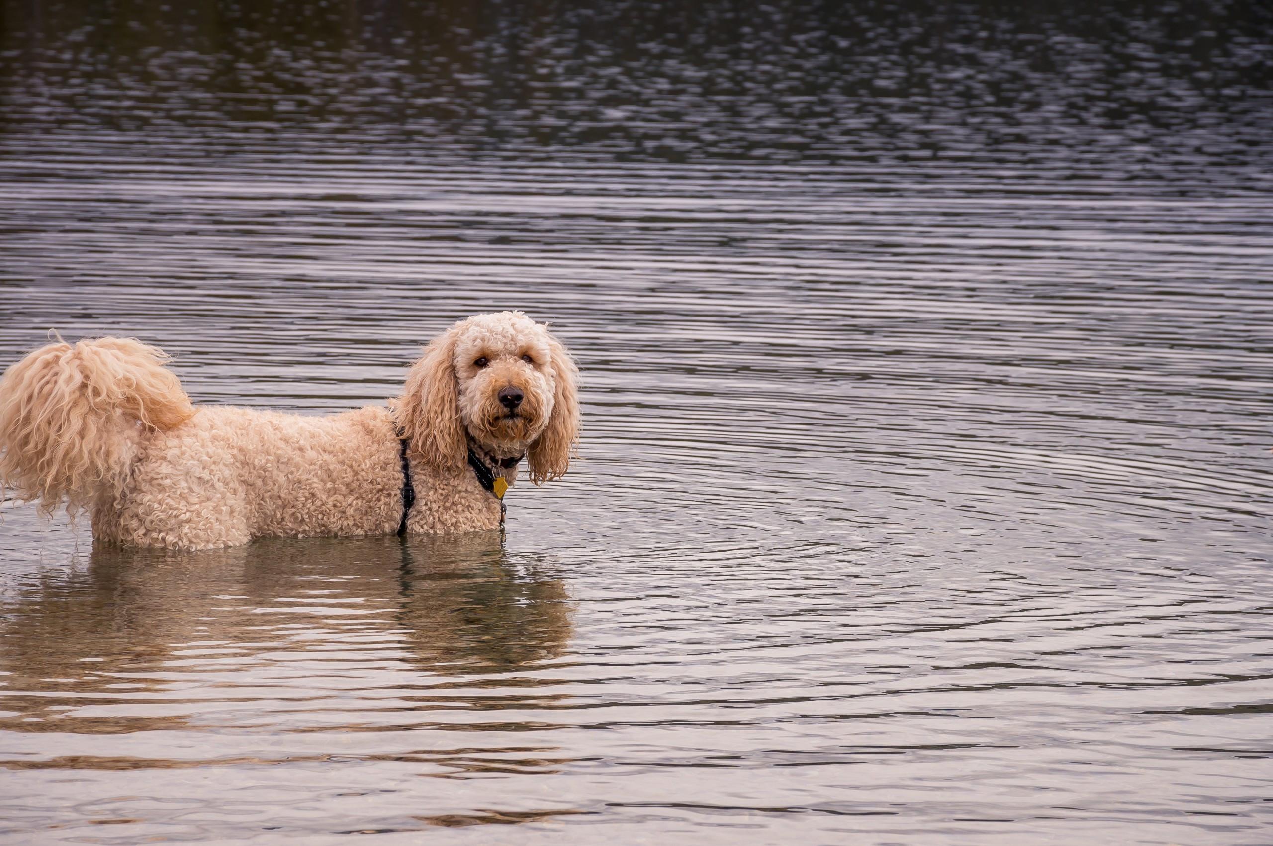 2560x1700 Download 2560x1700 Puppy, Water, Dog Wallpaper for Chromebook Pixel