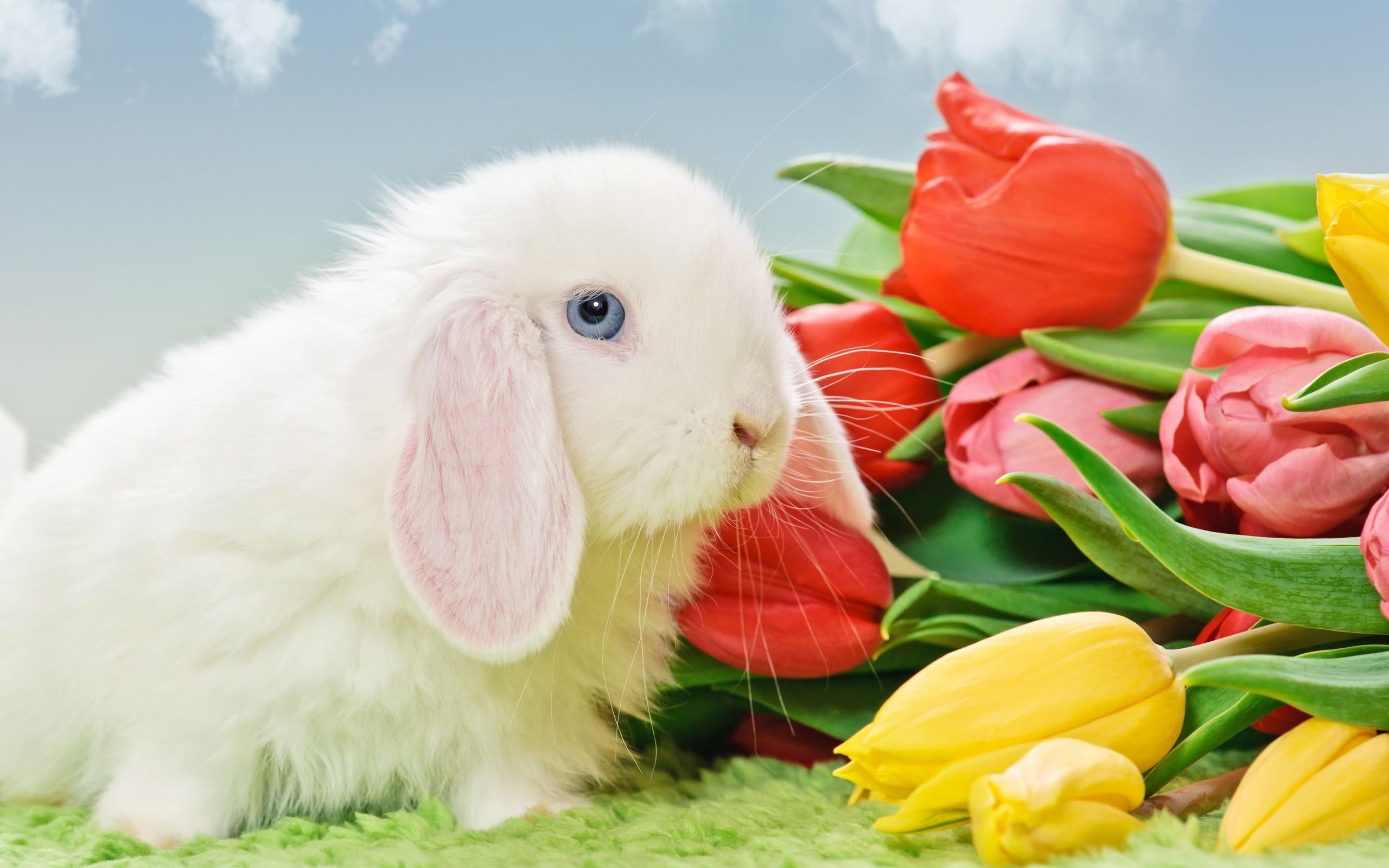 2560x1600 tulips, Flowers, Rabbits, Animals Wallpaper HD / Desktop and Mobile Background