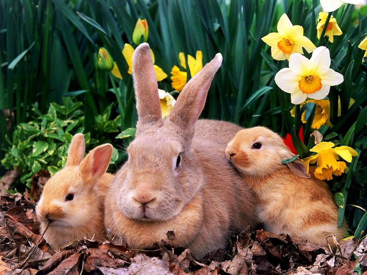 1200x900 Rabbit wallpaper HD. Download Free background