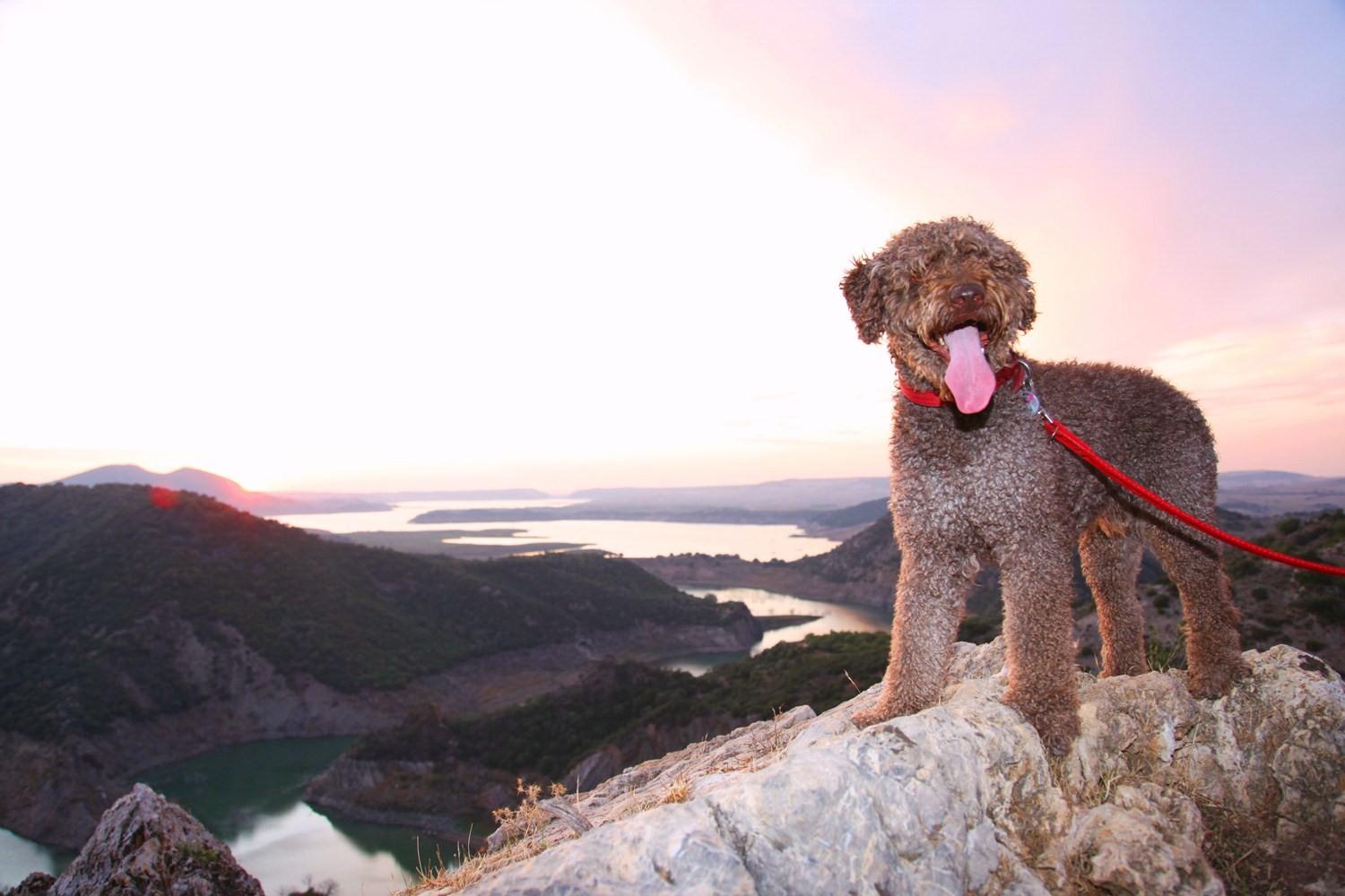 1500x1000 Sunset Spanish Water Dog photo and wallpaper. Beautiful Sunset Spanish Water Dog picture