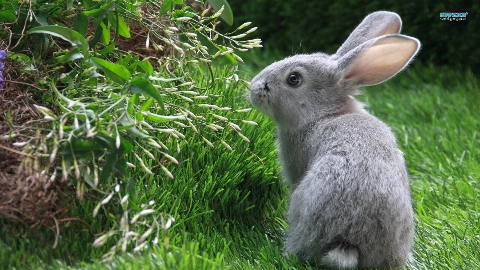 1600x900 Rabbit