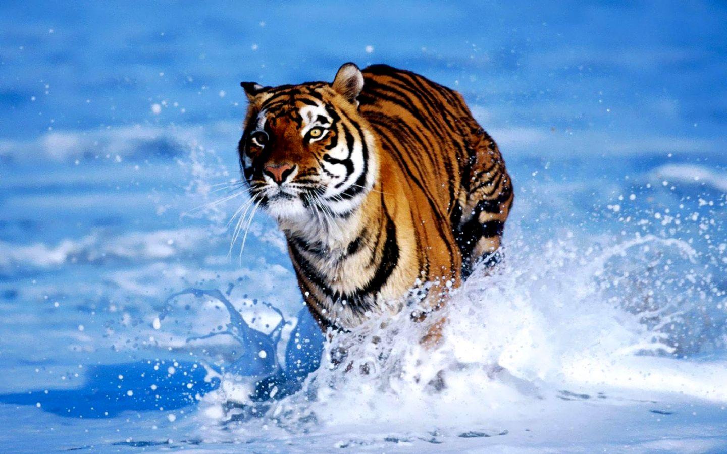 1440x900 Running Tiger Wallpaper Wild Animal Wallpaper Png Tiger Photo HD