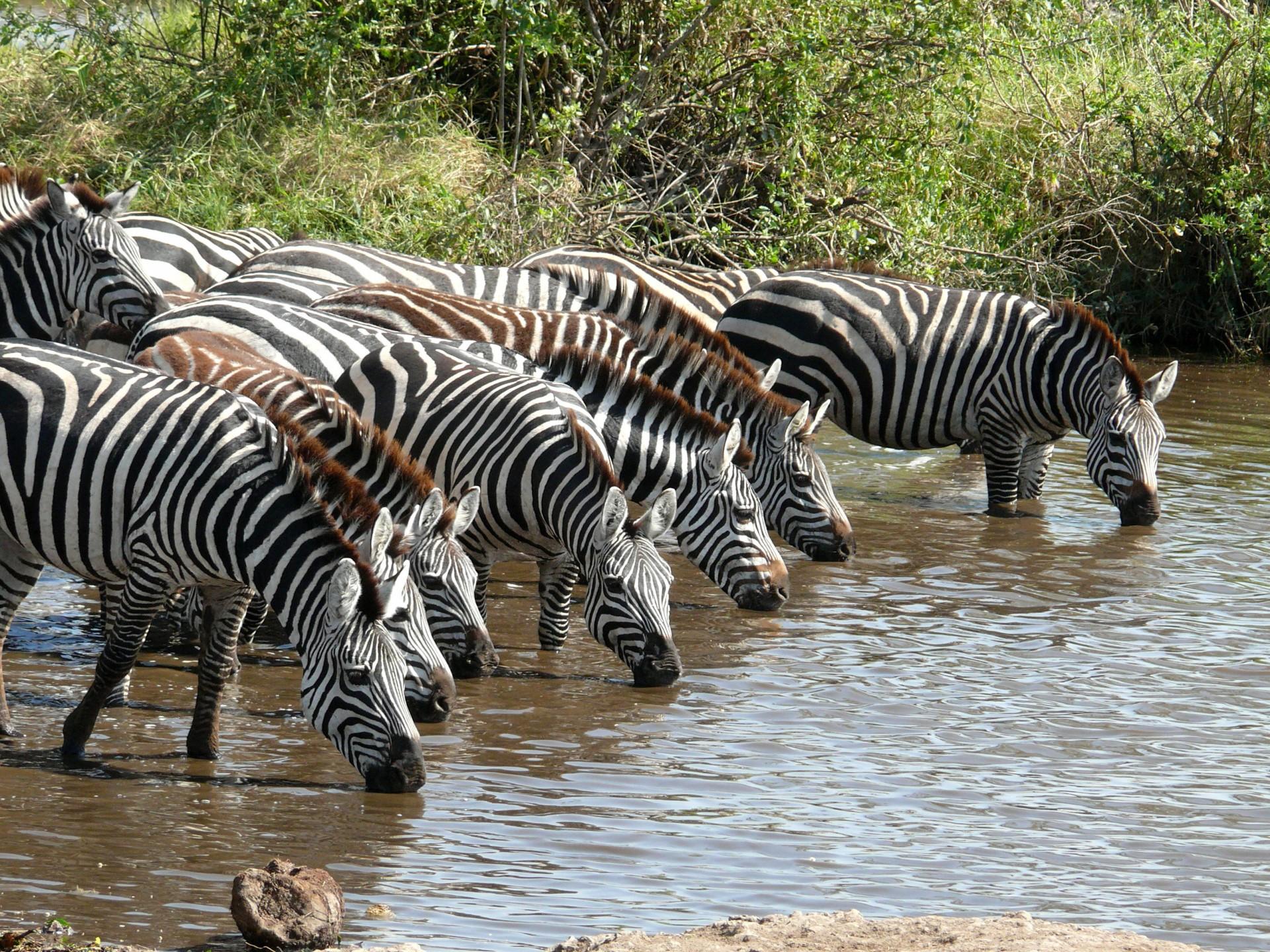 1920x1440 Zebras Drinking Water Wallpaper HD :