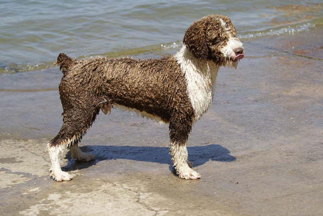 1126x754 Spanish Water Dog by the sea photo and wallpaper. Beautiful Spanish Water Dog by the sea picture