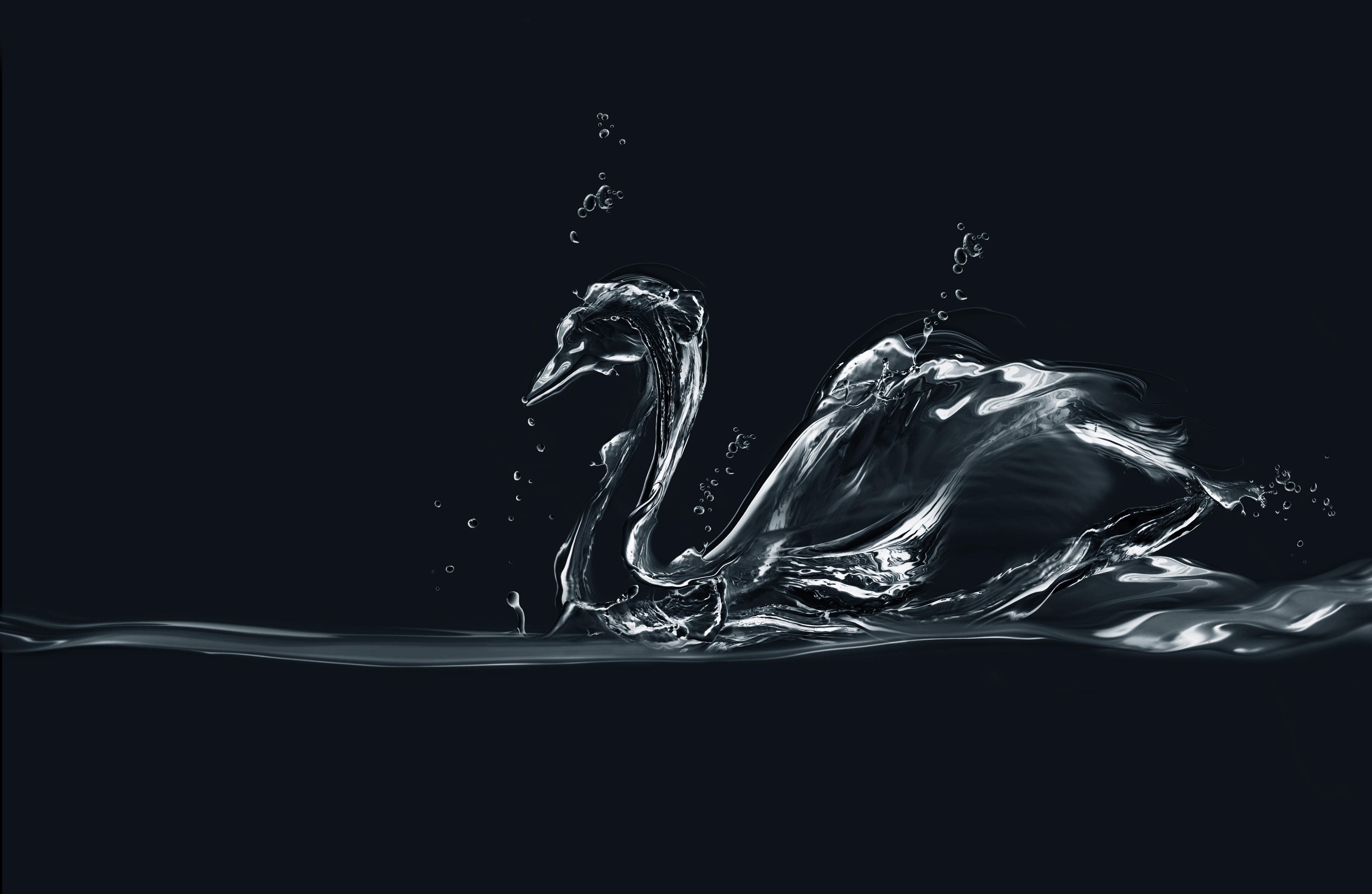 5500x3587 birds, Swans, Water, Animals, Drops Wallpaper HD / Desktop and Mobile Background