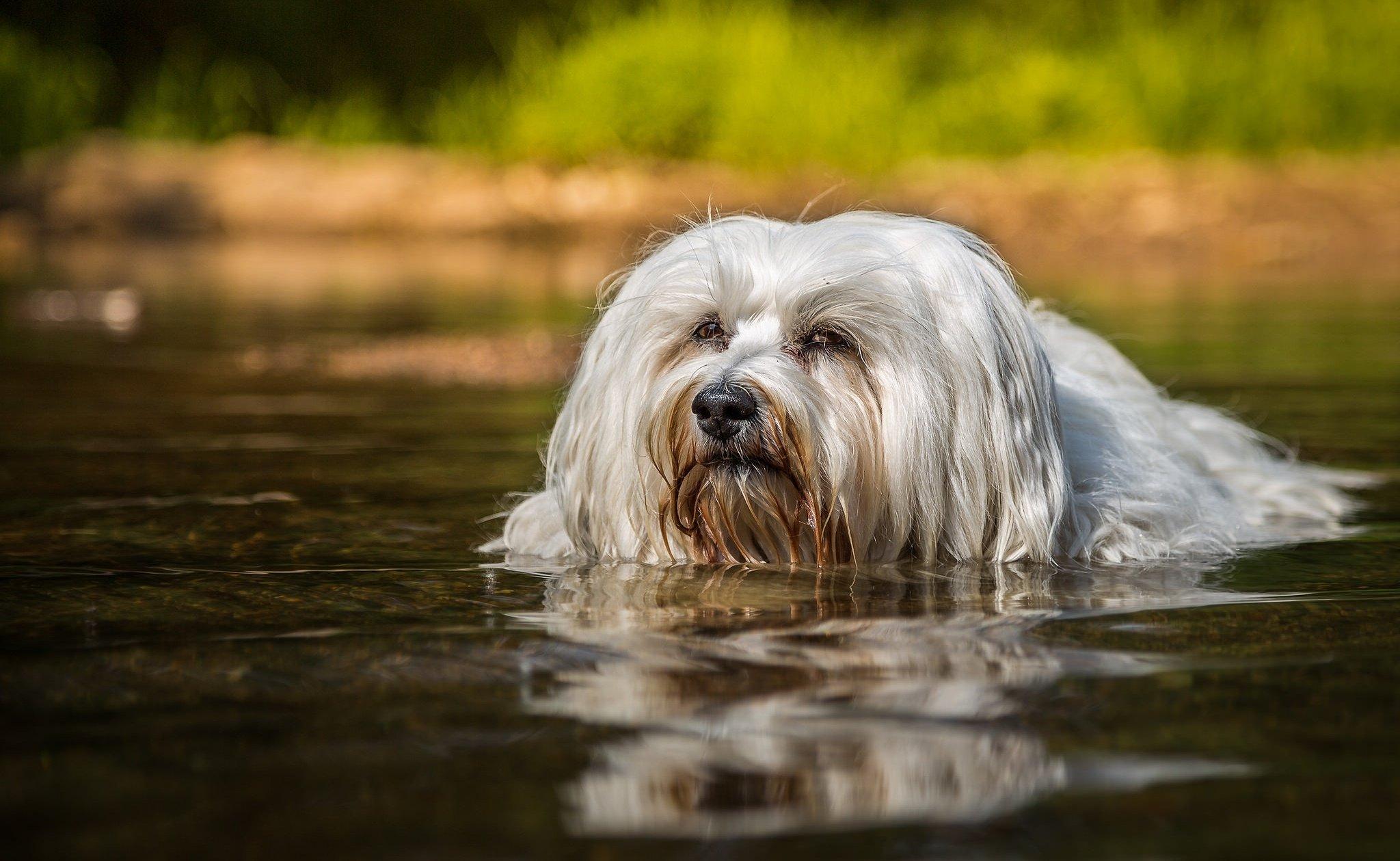 2048x1259 Havanese dog swimming water wallpaperx1259