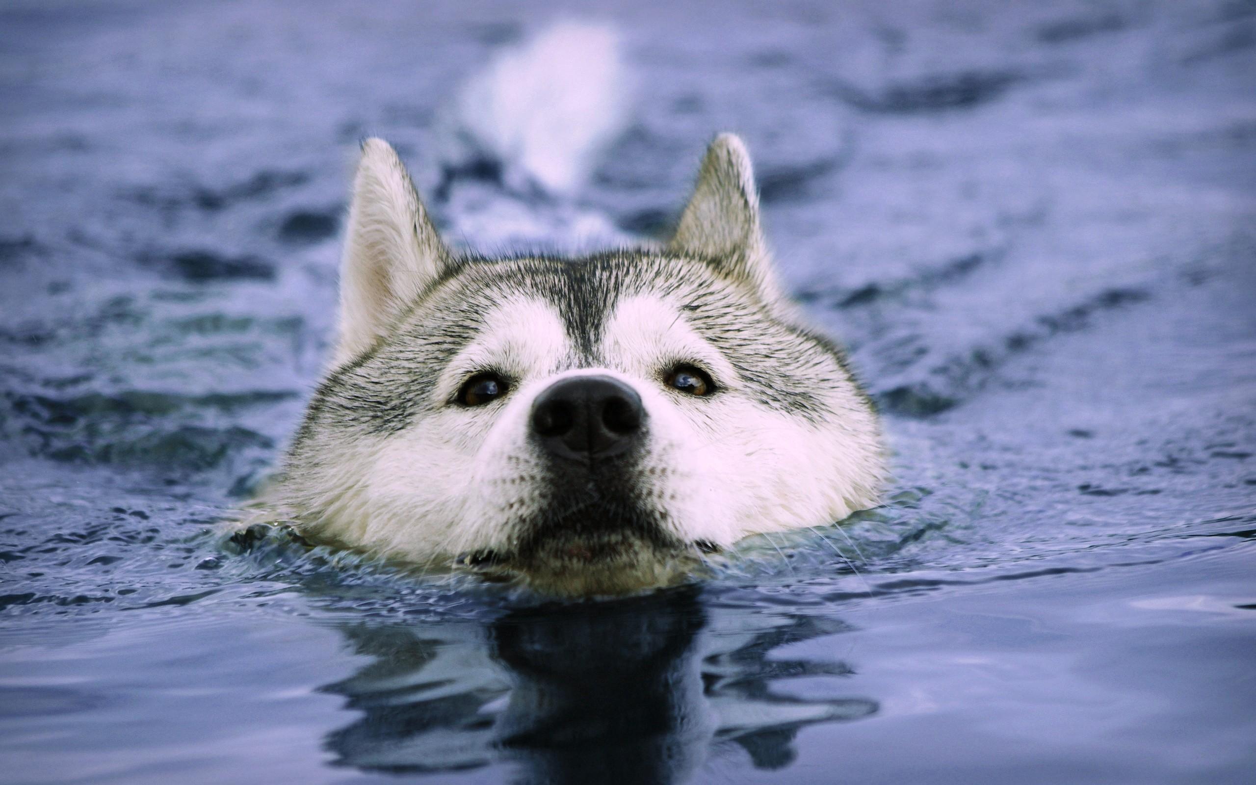 2560x1600 water, Animals, Dogs, Swimming, Huskies Wallpaper HD / Desktop and Mobile Background