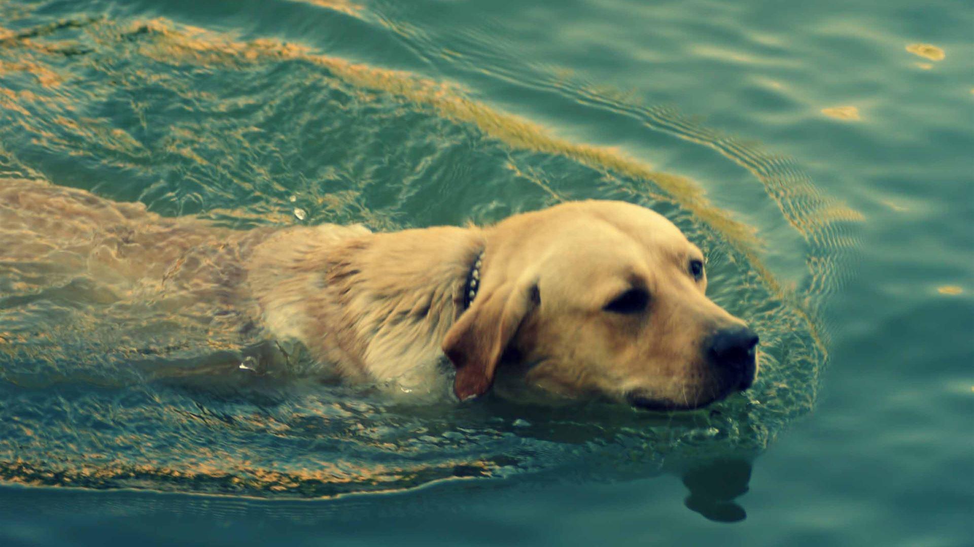 1920x1080 Dog Swimming MacBook Air Wallpaper Download