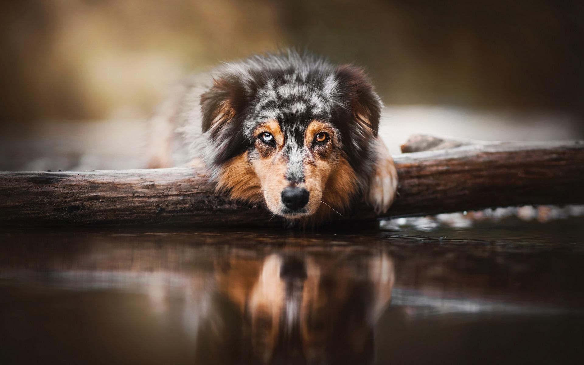 1920x1200 Download wallpaper Australian Shepherd Dog, Aussie, cute dog, puppies, different eye color, dog in water, tree, cute animals, dogs, heterochromia for desktop with resolution 1920x1200. High Quality HD picture wallpaper