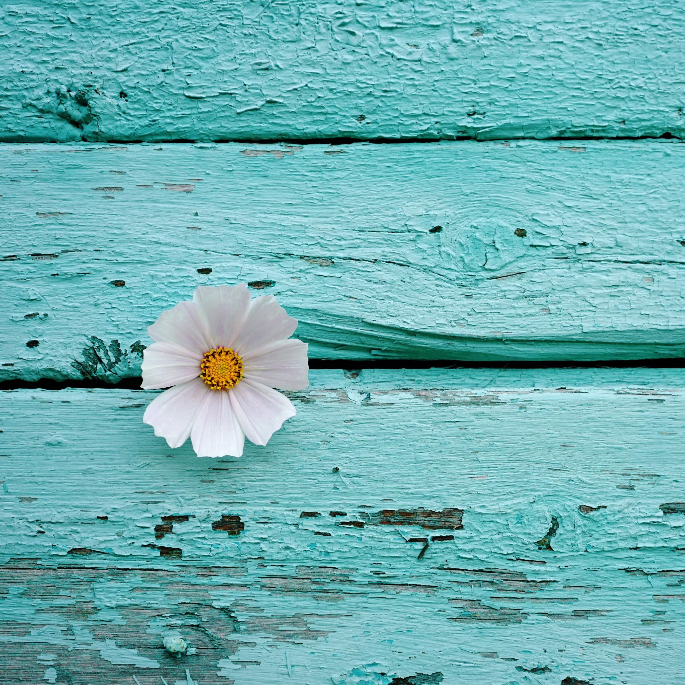 2732x2732 White flower Wallpaper 4K, Wooden background, Teal, Turquoise, 5K, Flowers