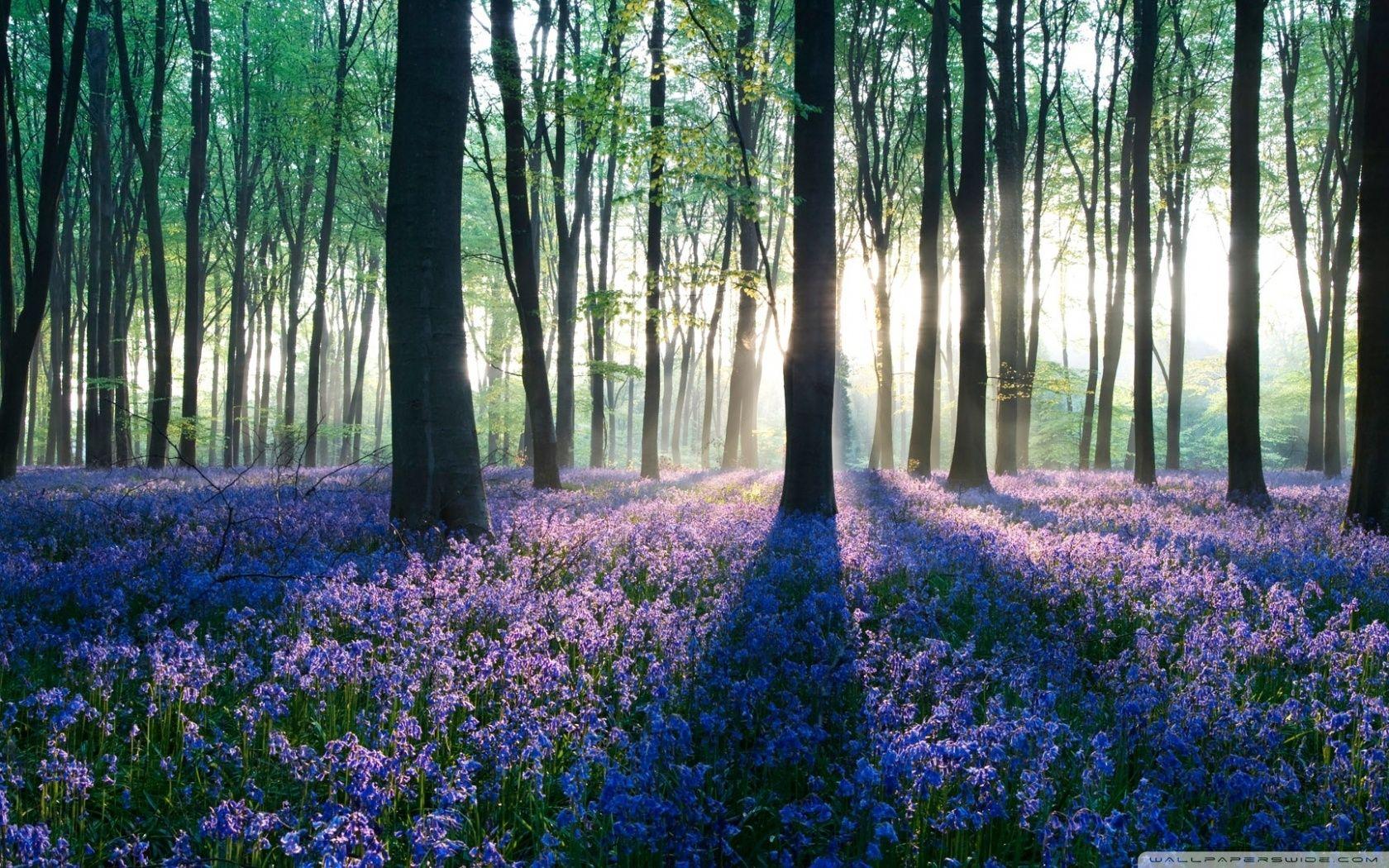 1680x1050 Dawn in Forest ❤ 4K HD Desktop Wallpaper for 4K Ultra HD TV • Wide