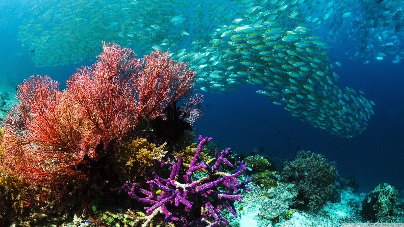 1600x900 Pics Of Amazing Coral Reefs And Fishes. MostBeautifulThings. Underwater wallpaper, Ocean underwater, Ocean image