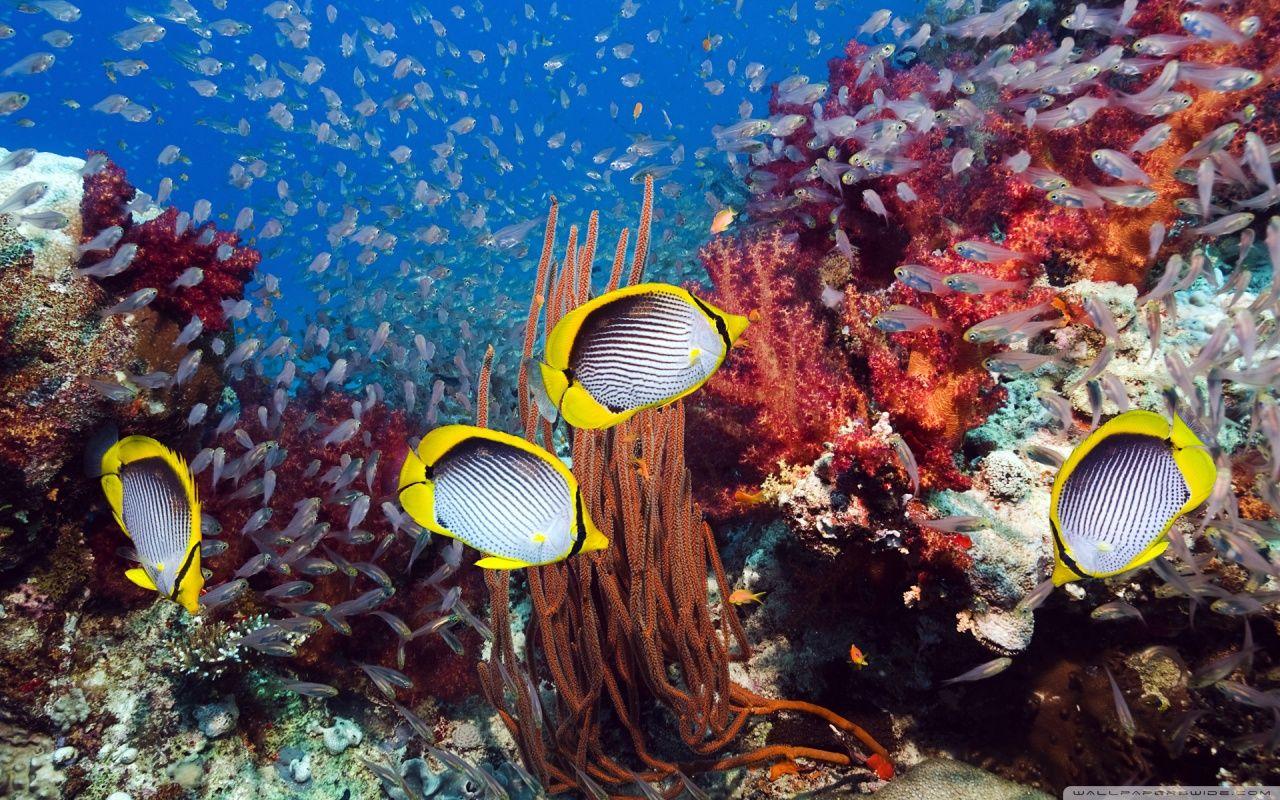 1280x800 Corals Wallpaper