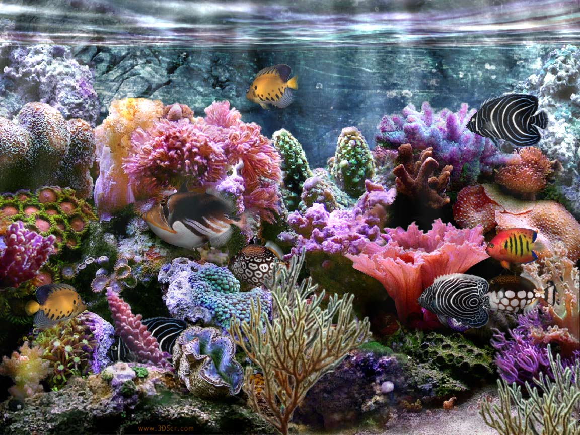 Coral Reef Computer Wallpapers - Top Free Coral Reef Computer ...