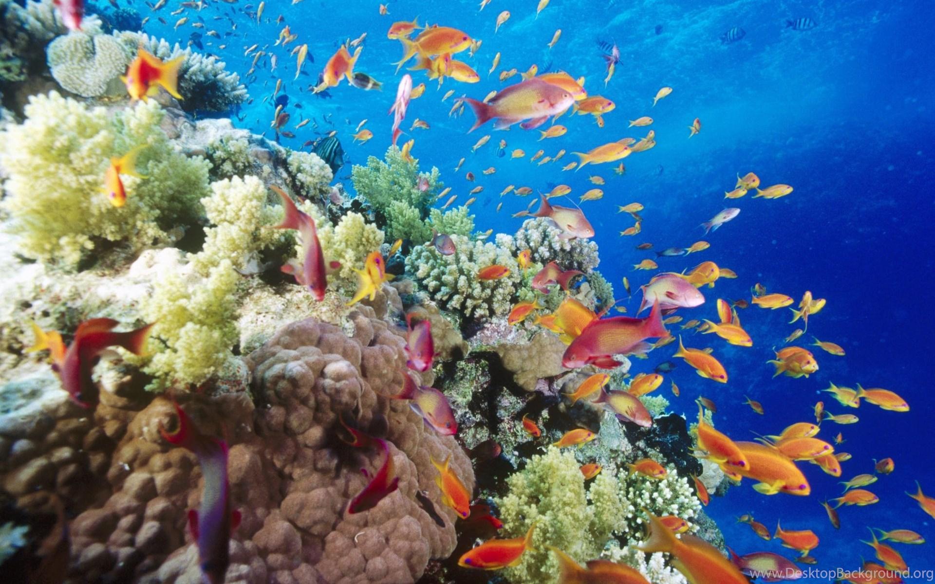 Coral Reef Computer Wallpapers - Top Free Coral Reef Computer ...