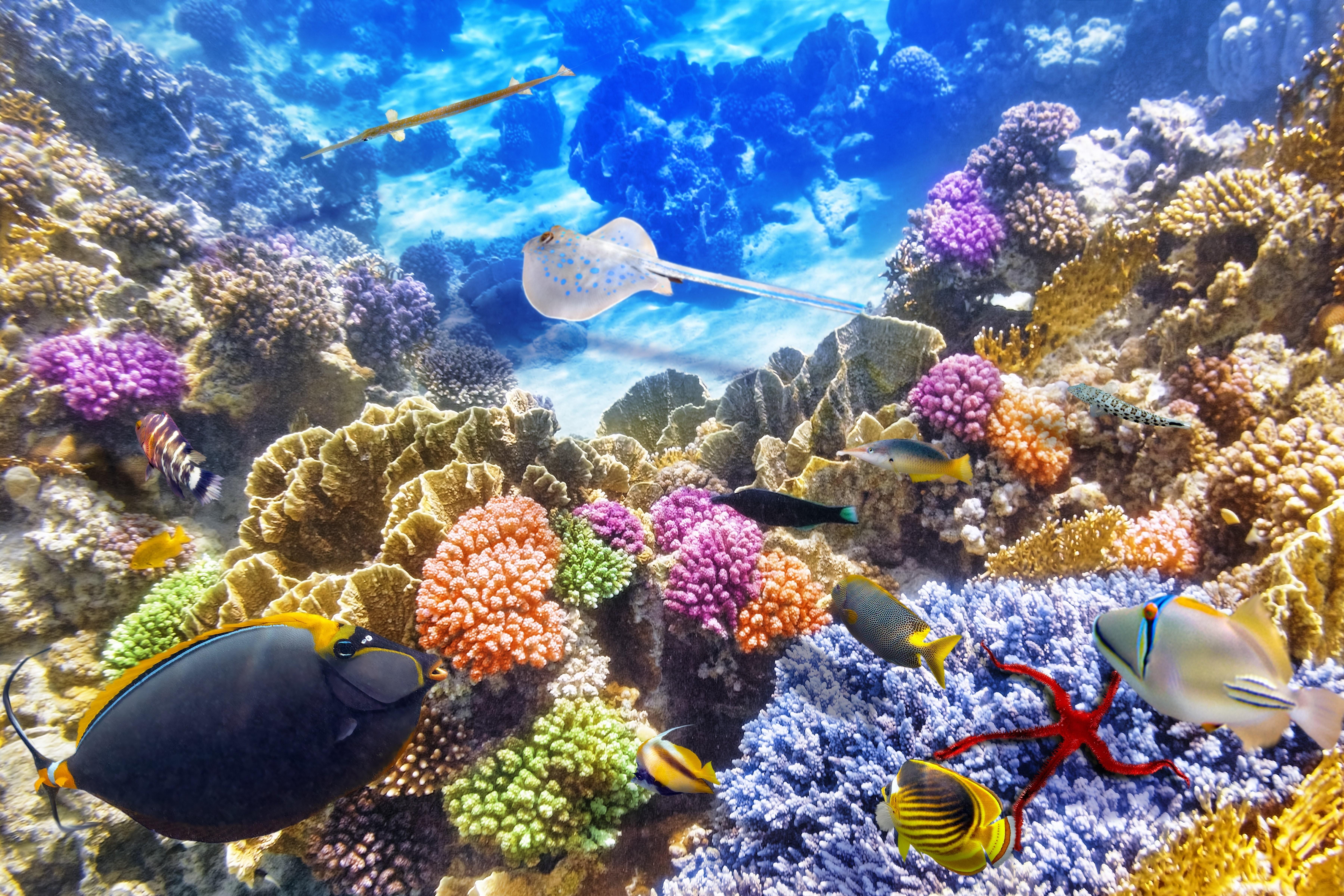 7200x4800 Coral Wallpaper HD