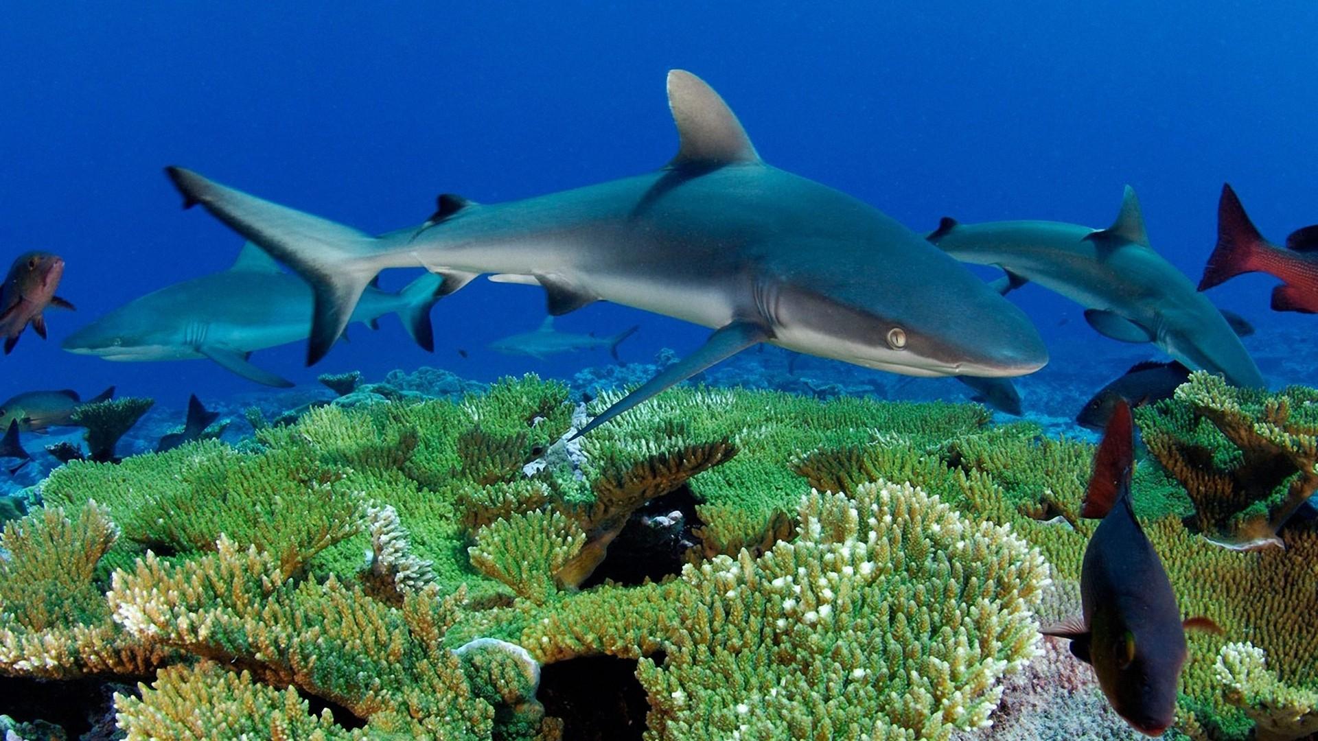 1920x1080 Ocean Underwater World Fish Sharks Reef Desktop Wallpaper HD :