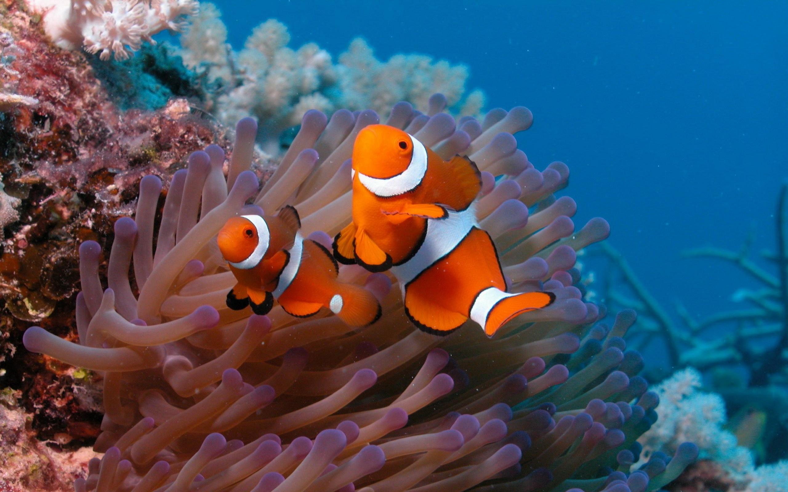 2560x1600 fish clownfish coral reef 2560x1600 wallpaper