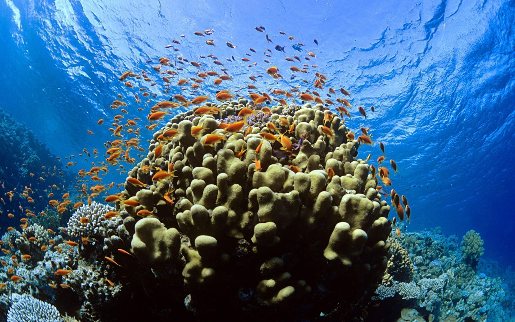 1680x1050 Coral Reef Background