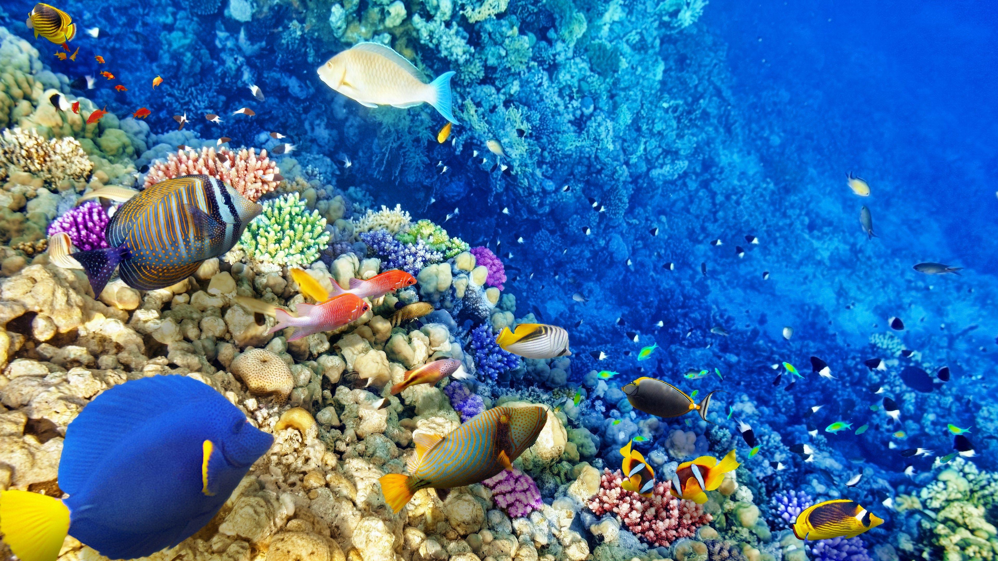 3840x2160 Coral Reef Desktop Wallpaper, HD Coral Reef Desktop Background on WallpaperBat