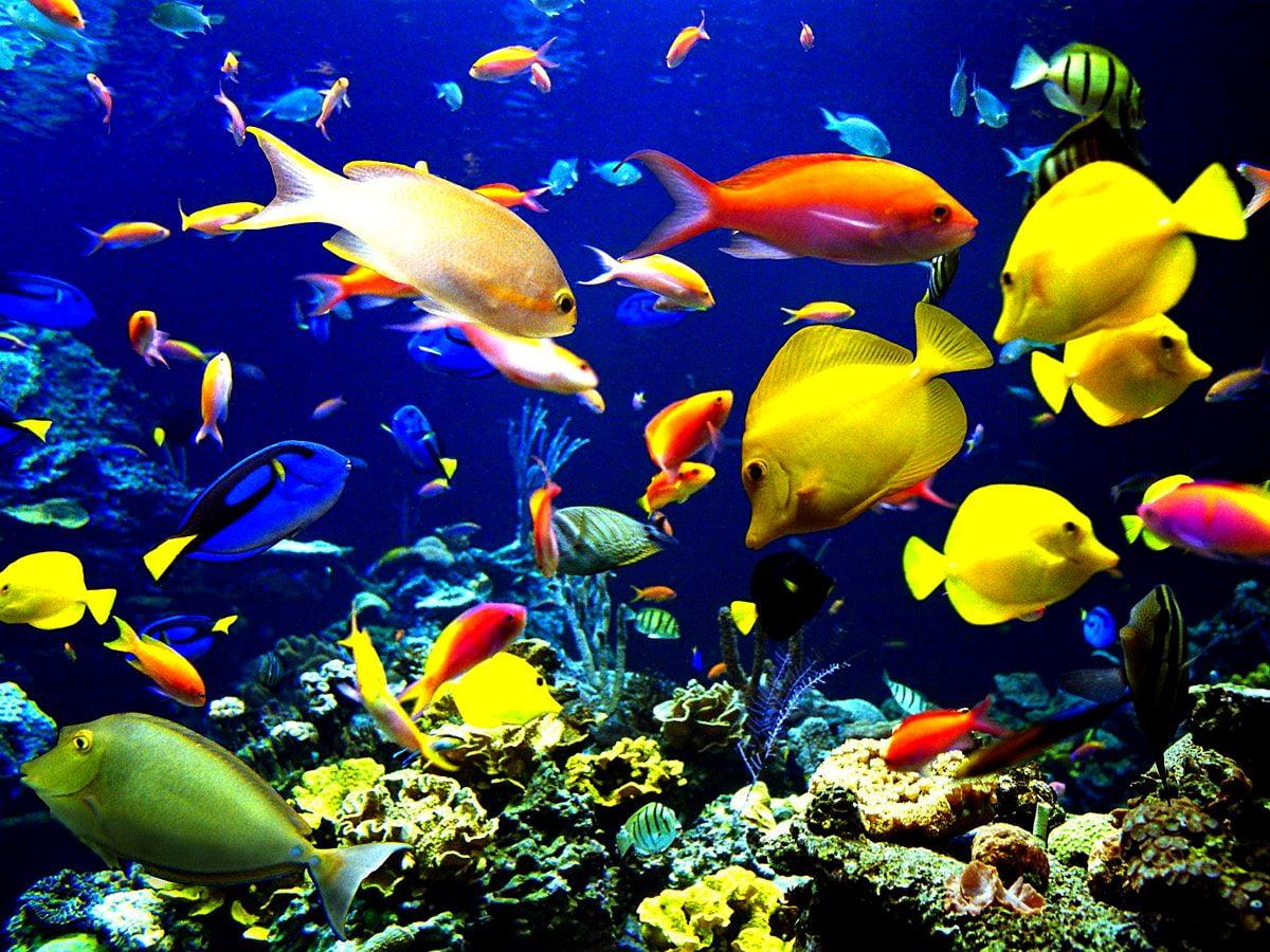 1200x900 Coral reef background HD. Download Free wallpaper