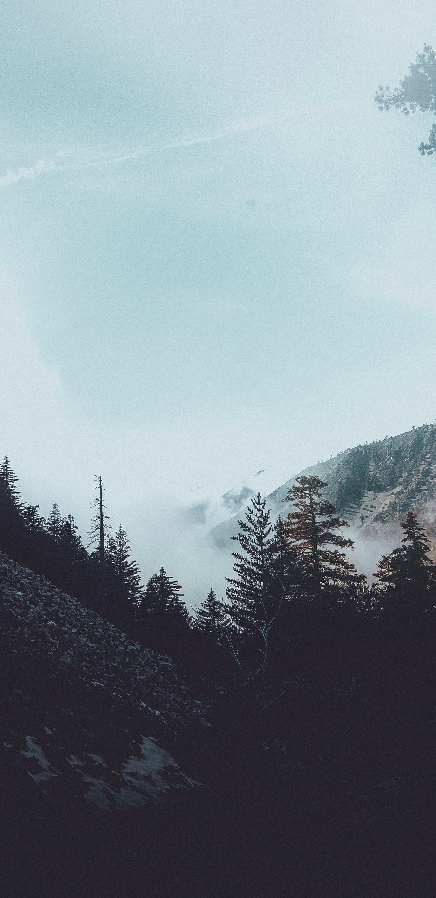 1440x2960 Forest Foogy Mist Pine Trees Woods Samsung Galaxy Note 8