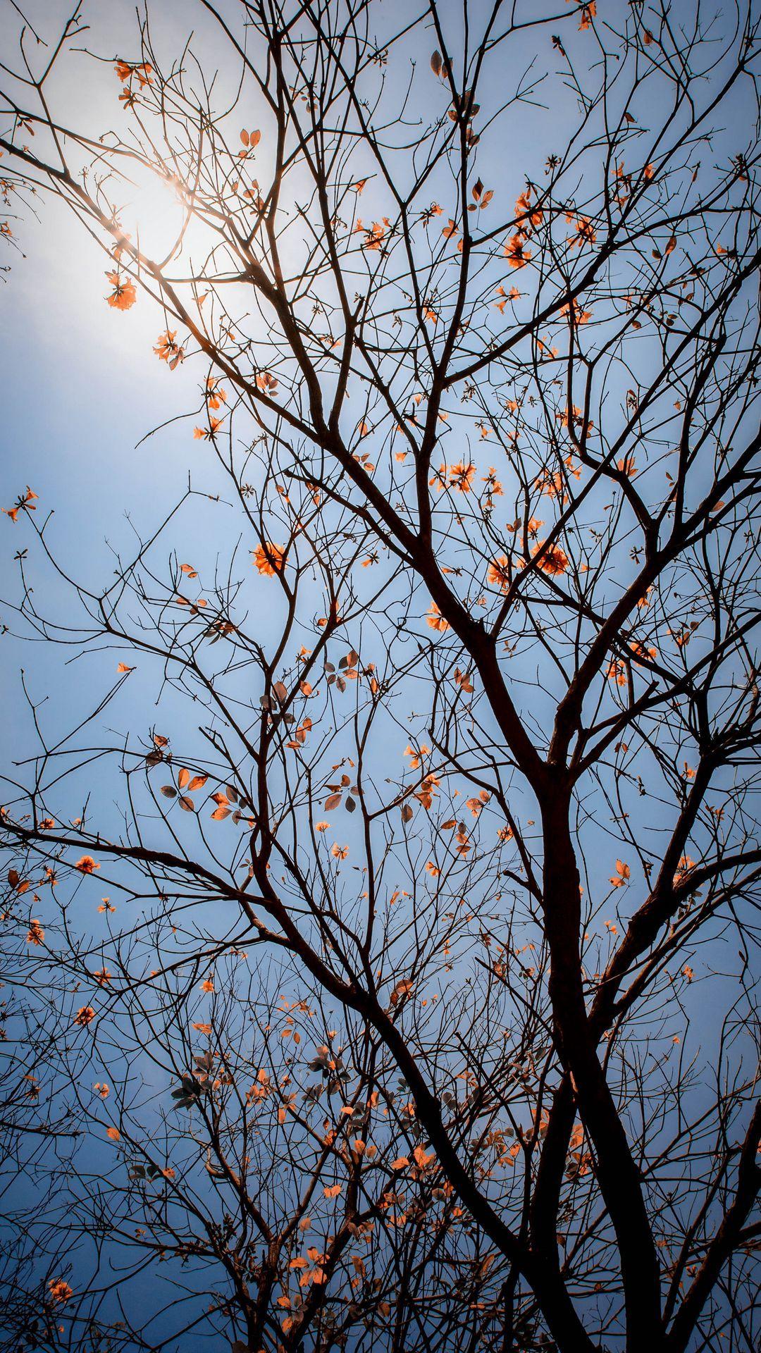 1080x1920 Download wallpaper 1080x1920 tree, branches, leaves, flowers, sky samsung galaxy s s. Nature photography, Flowers photography wallpaper, Dark phone wallpaper
