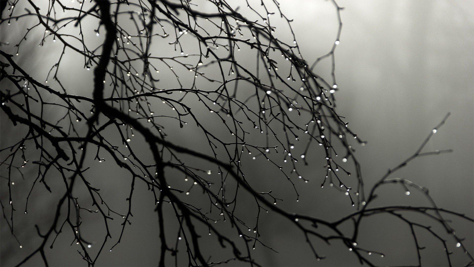 1920x1080 Silhouettes grayscale water drops branches wallpaperx1080