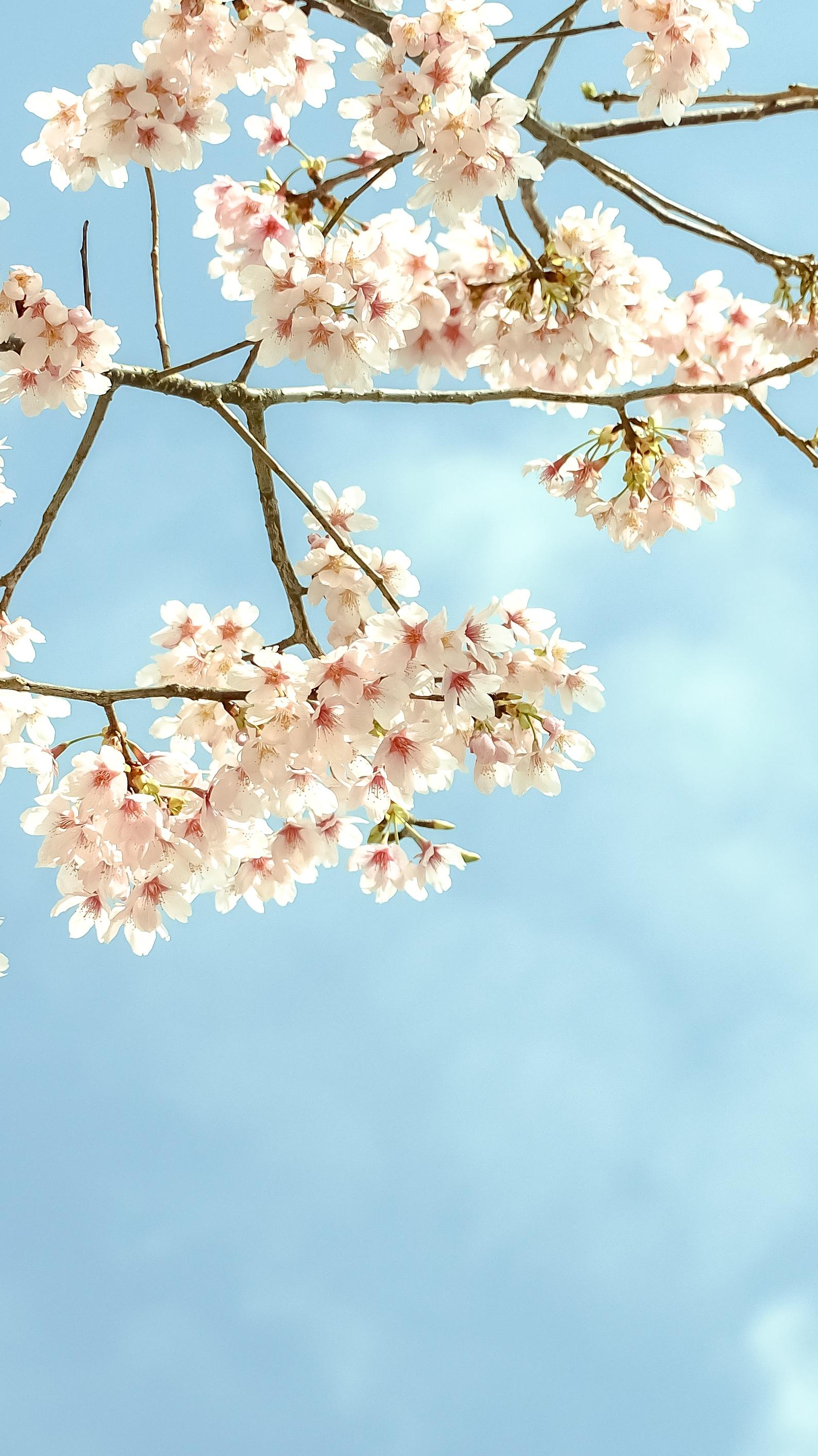 1588x2824 flowers blossoms branches tree iPhone Wallpaper iphoneswallpaper com Wallpaper : iPhone Wallpaper