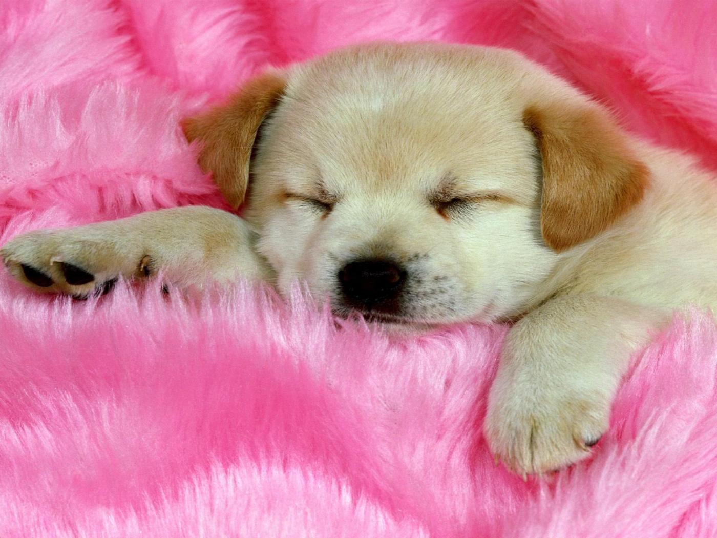 1400x1050 Cute Stuff Wallpaper Puppy Wallpaper. Wallpaper Download. High Resolution Wallpaper