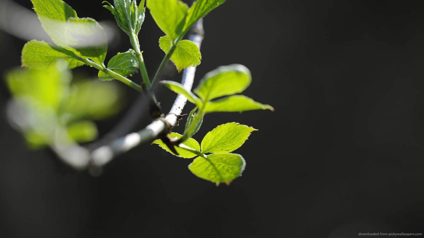 1366x768 List Of Tree Branches Wallpaper Plants Nature Getintravel Branch Background HD Wallpaper