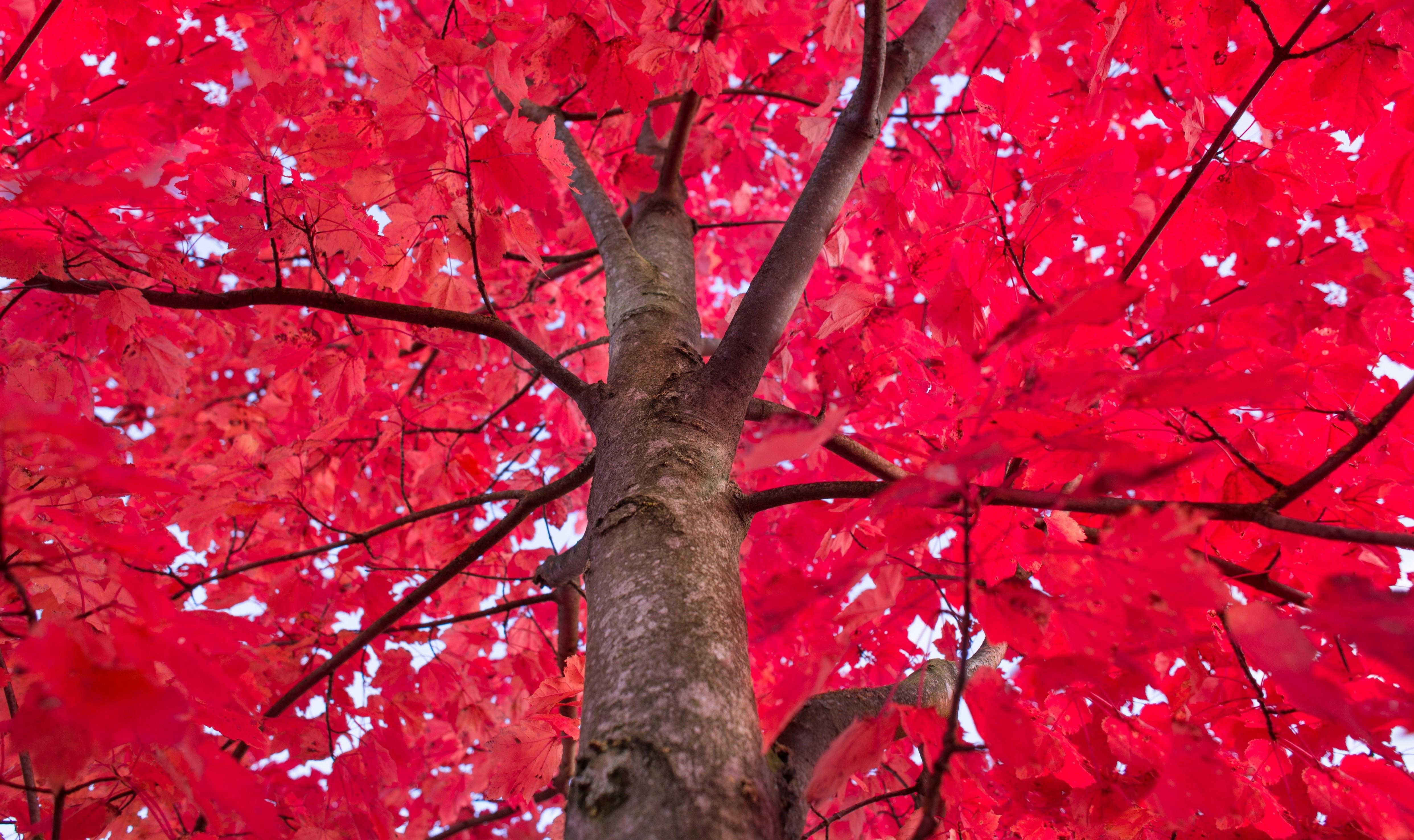 4968x2952 Download 4968x2952 Red Leaves, Tree, Branches Wallpaper