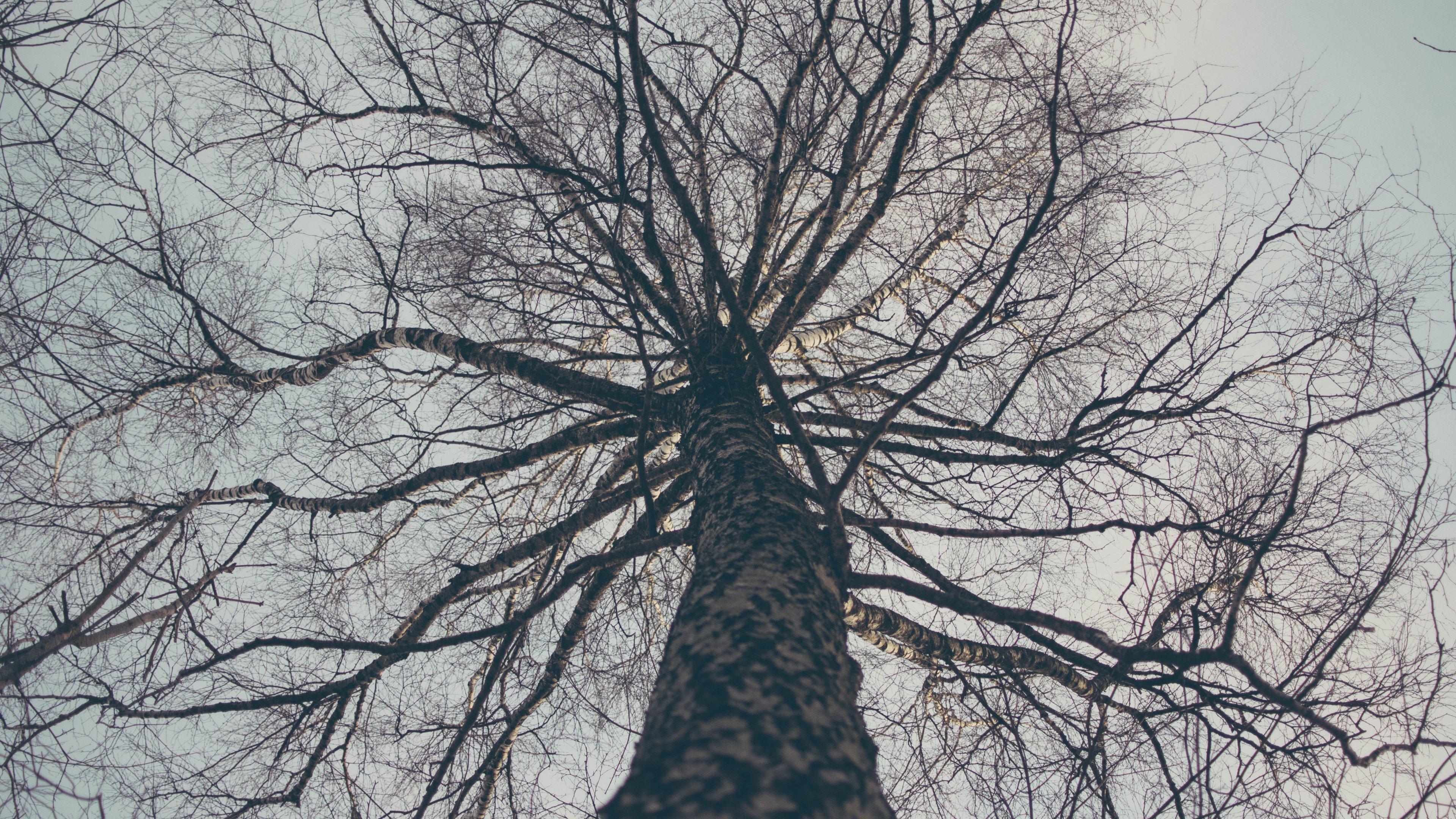 3840x2160 Tree Branches Wallpaper, Android & Desktop Background