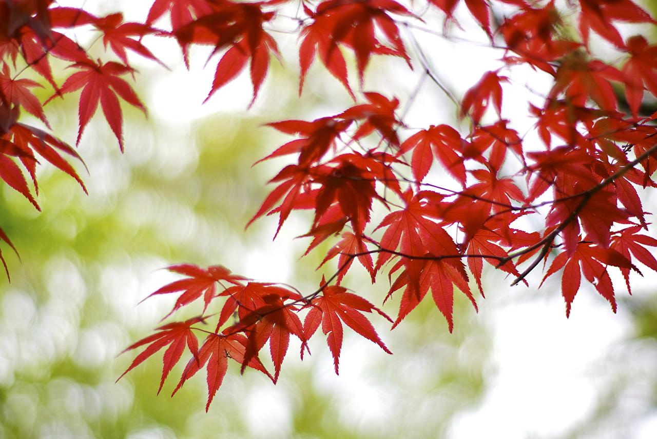 1280x856 Desktop Wallpaper Leaf acer Red Nature Branches