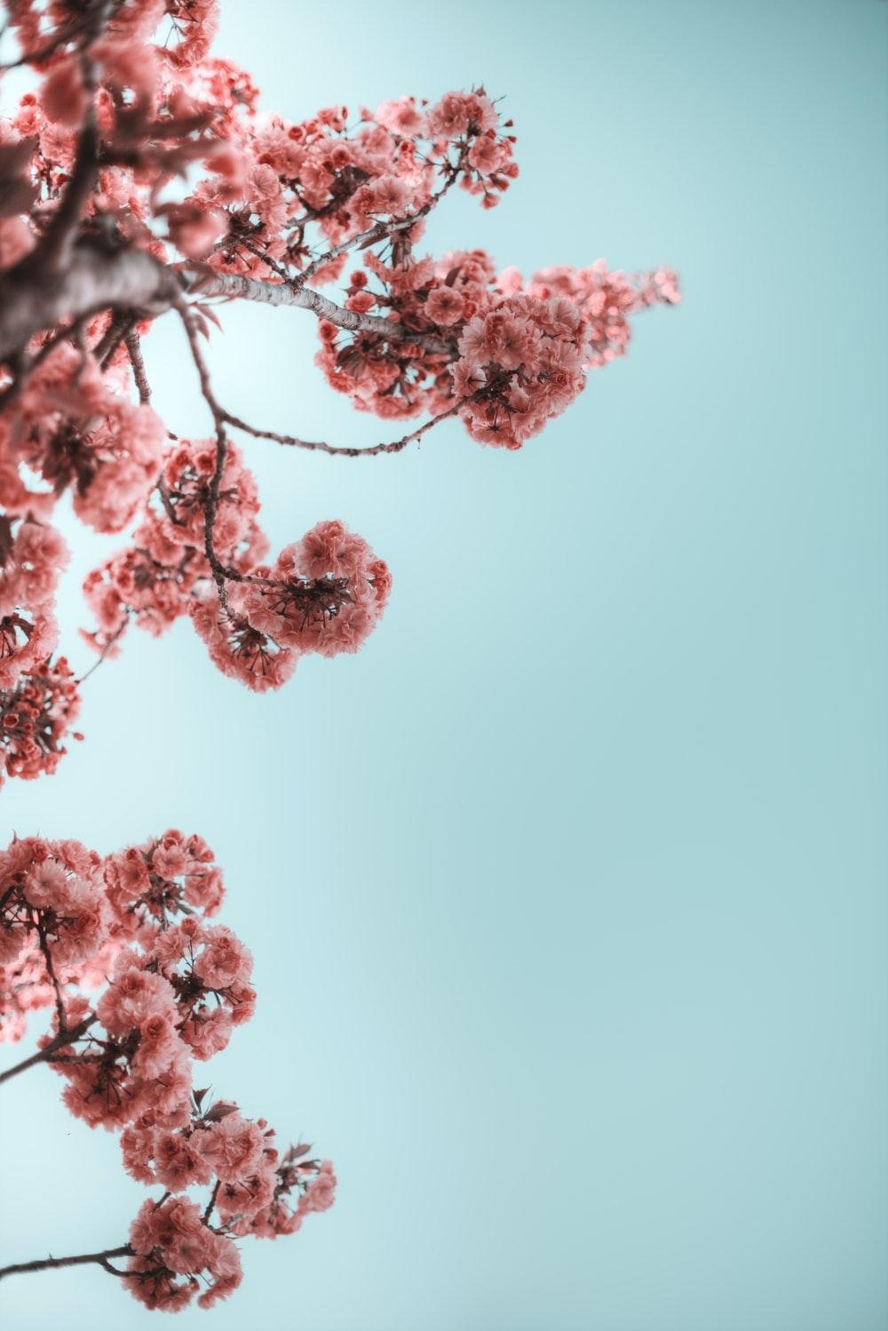 1000x1498 Flower Branch Picture. Download Free Image