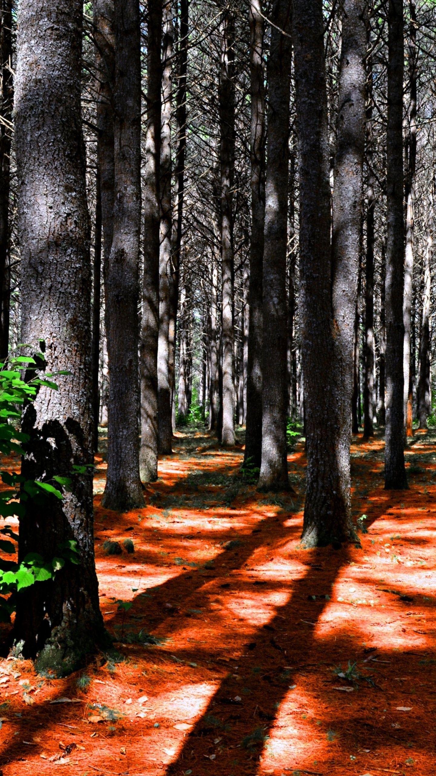 1440x2560 Forest HD Wallpaper for Galaxy S6 / S6 Edge