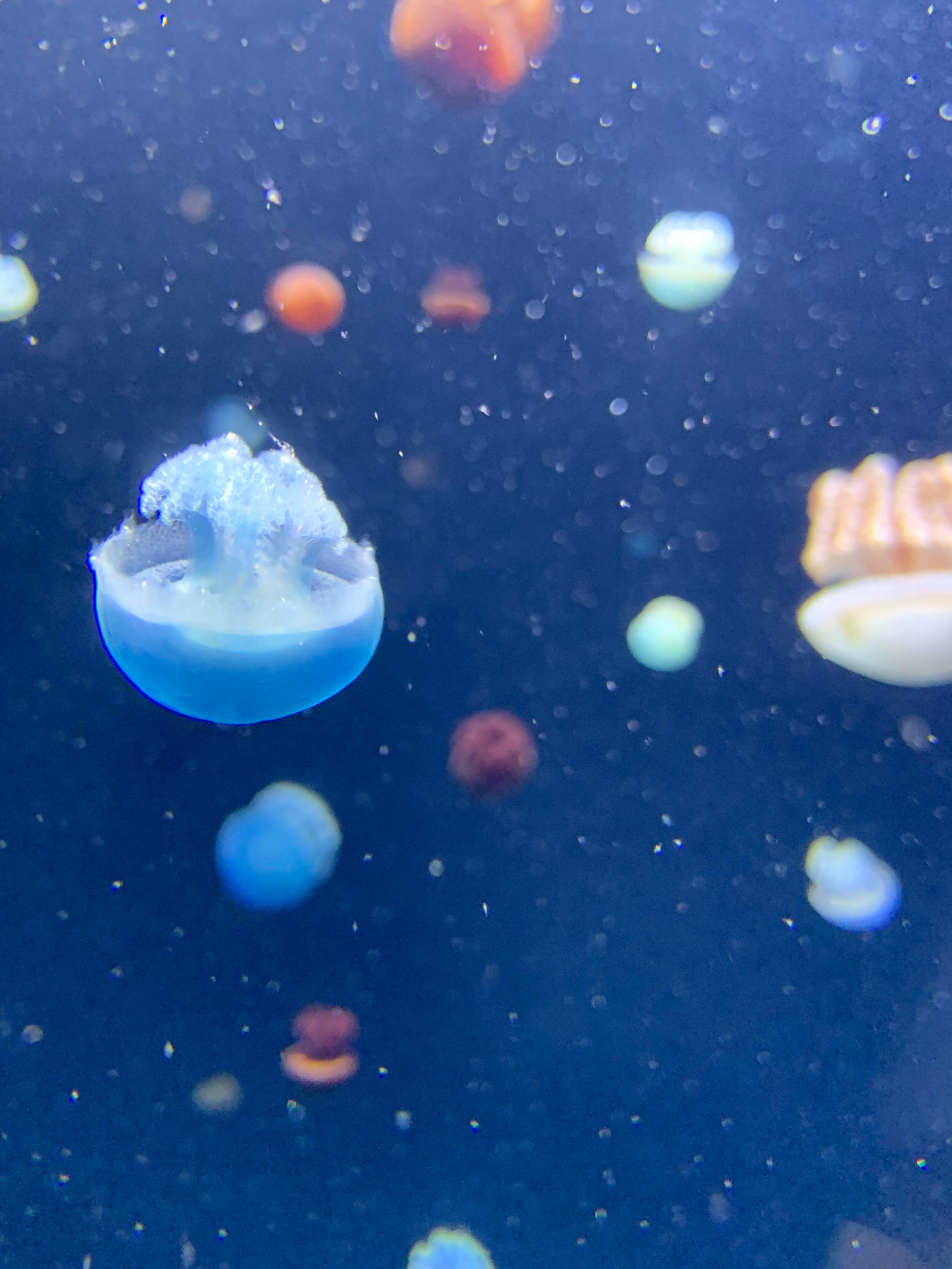 3024x4032 Shot at the National Aquarium in Baltimore Maryland on iPhone XR. iPhone X Wallpaper X Wallpaper HD