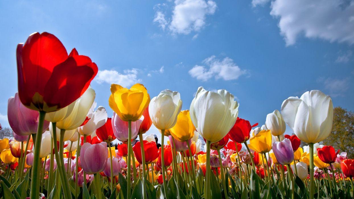 Colorful Nature Flowers Wallpapers - Top Free Colorful Nature ...