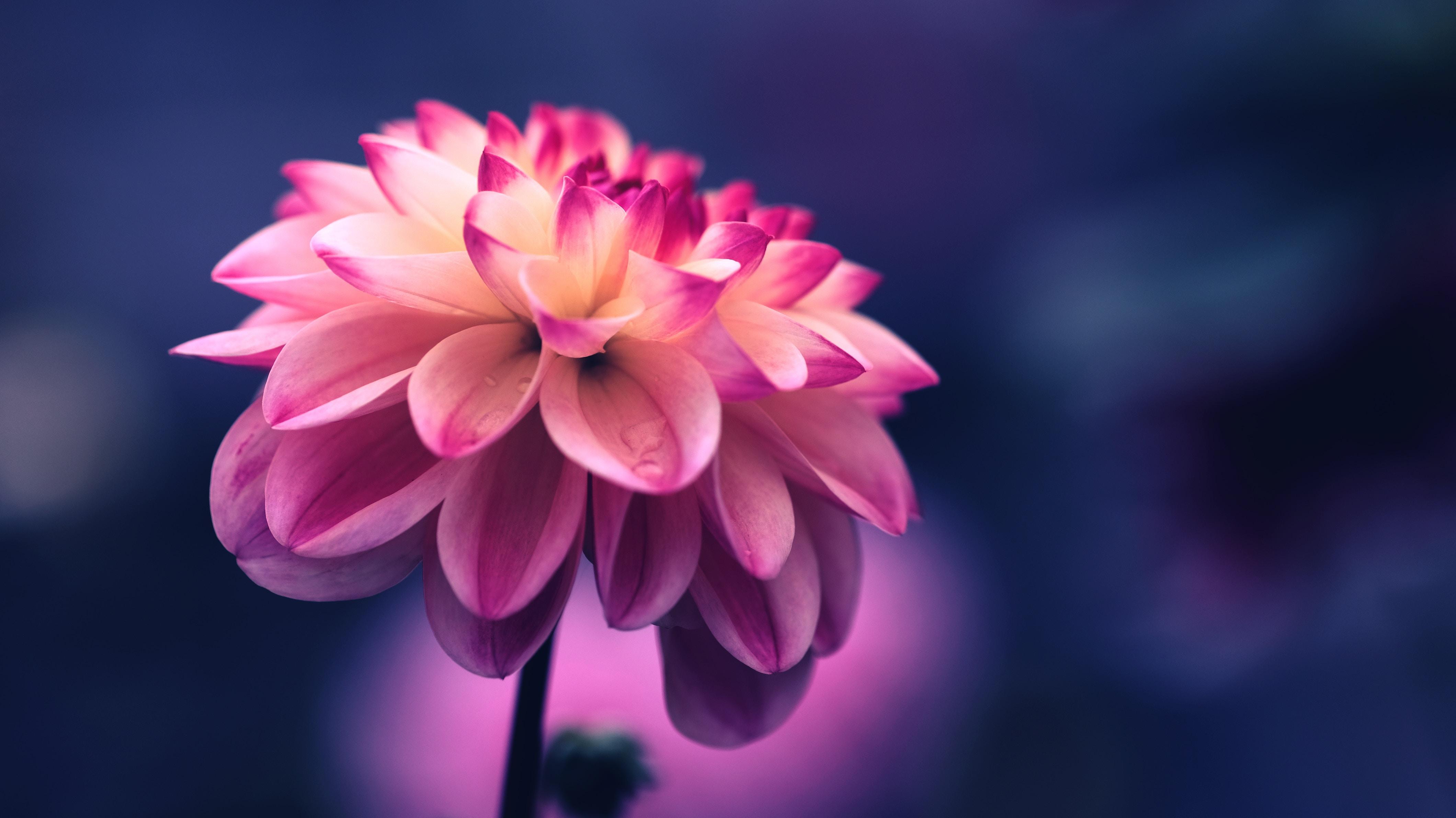 4240x2384 4240x2384 #colorful, #nature, #tumblr, #wallpaper, #flower bloom, # pink bloom, #color, #Free image, #pink flower, #beauty, #pink, #purple, #petals, #bloom, #flower. Mocah HD Wallpaper