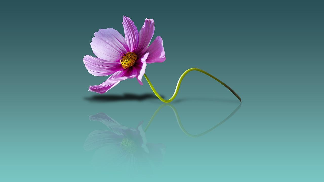 1280x720 Download free photo of Flower wallpaper, flower background, flower view, fresh, flower sun