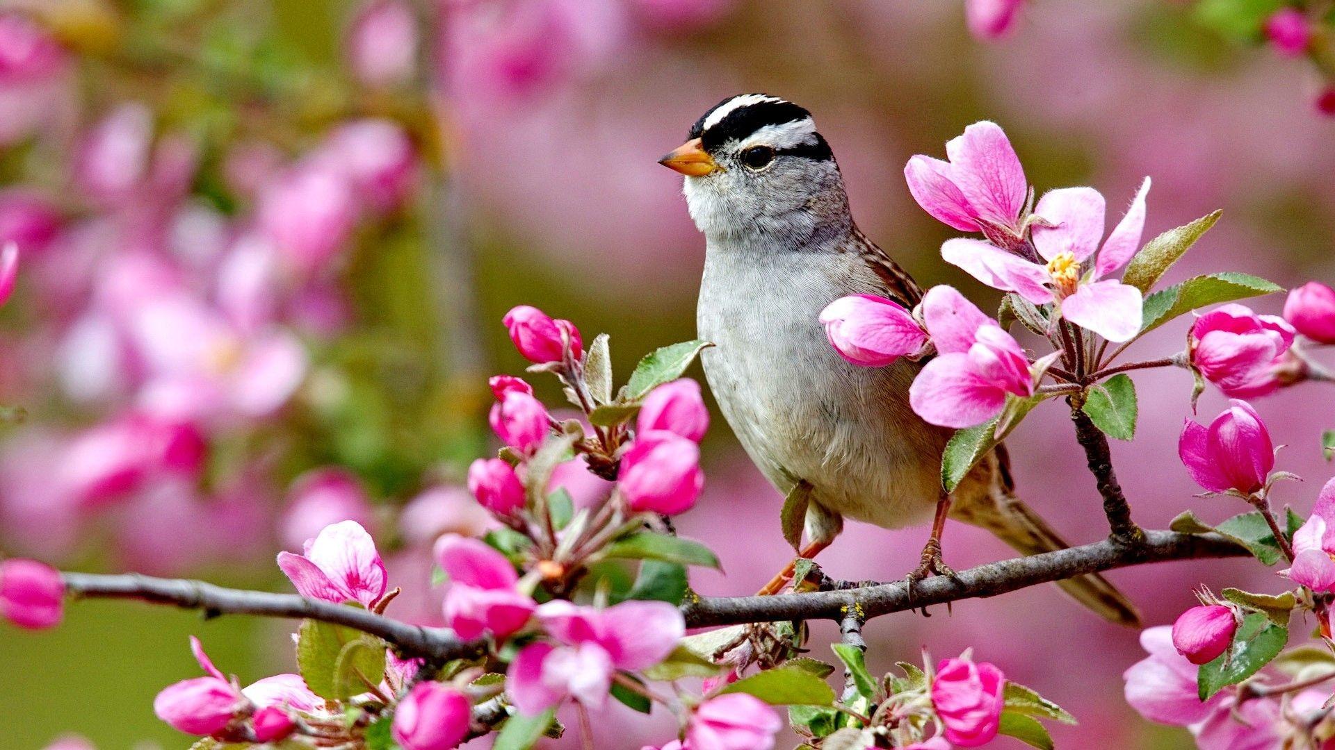 Birds Flowers Nature Wallpapers - Top Free Birds Flowers Nature ...