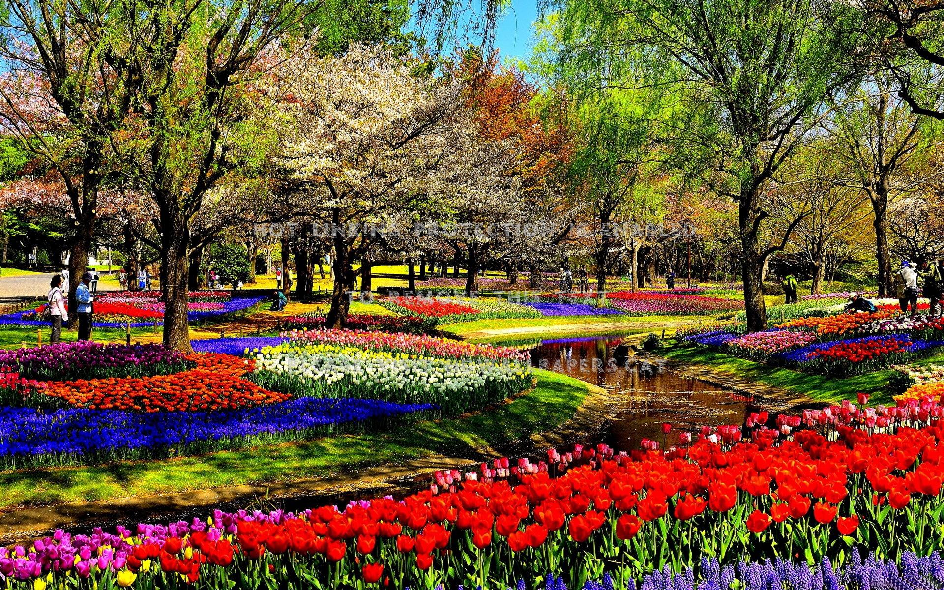 1920x1200 colorful garden park nature flowers