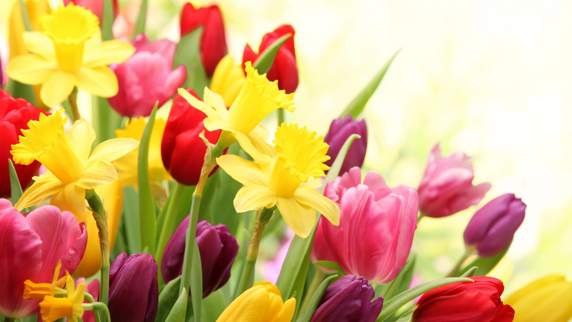 1920x1080 Colorful Spring Flowers wallpaperx1080