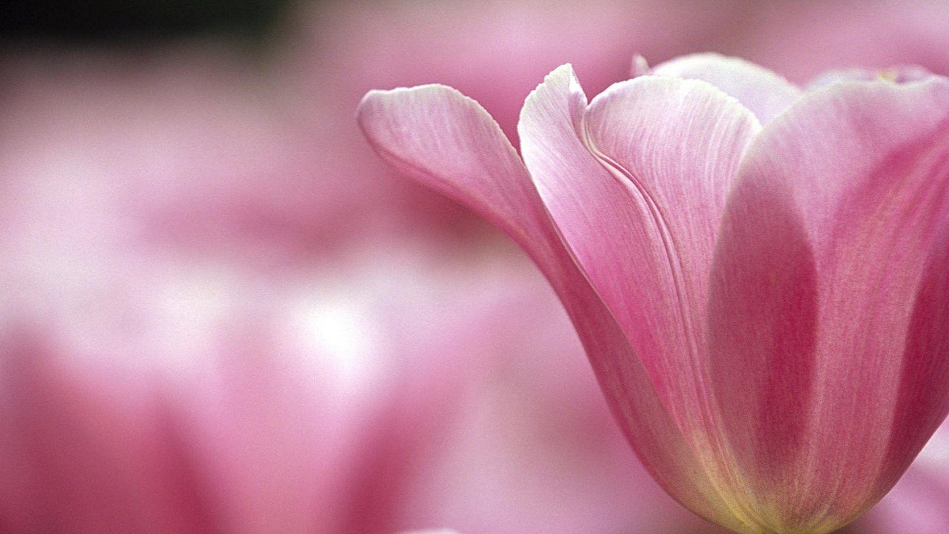 1920x1080 Background Color Page Garden Pink Flowers Woods Super On Nature