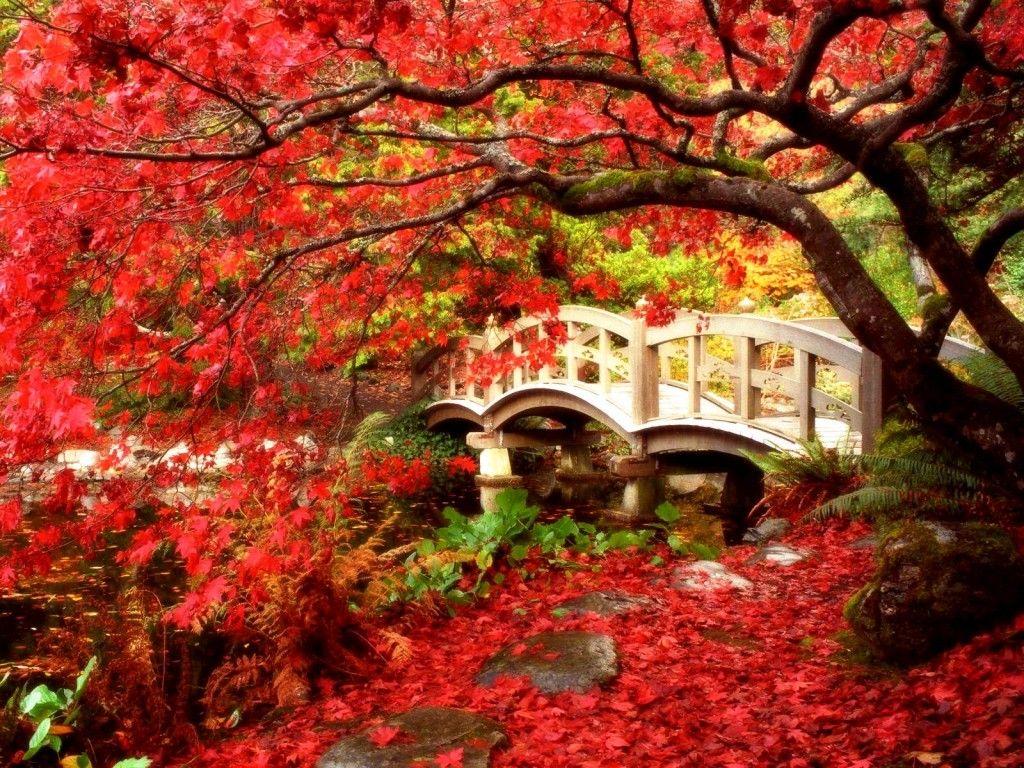 1024x768 beautiful garden image, water resources, treehouse nature zone, river