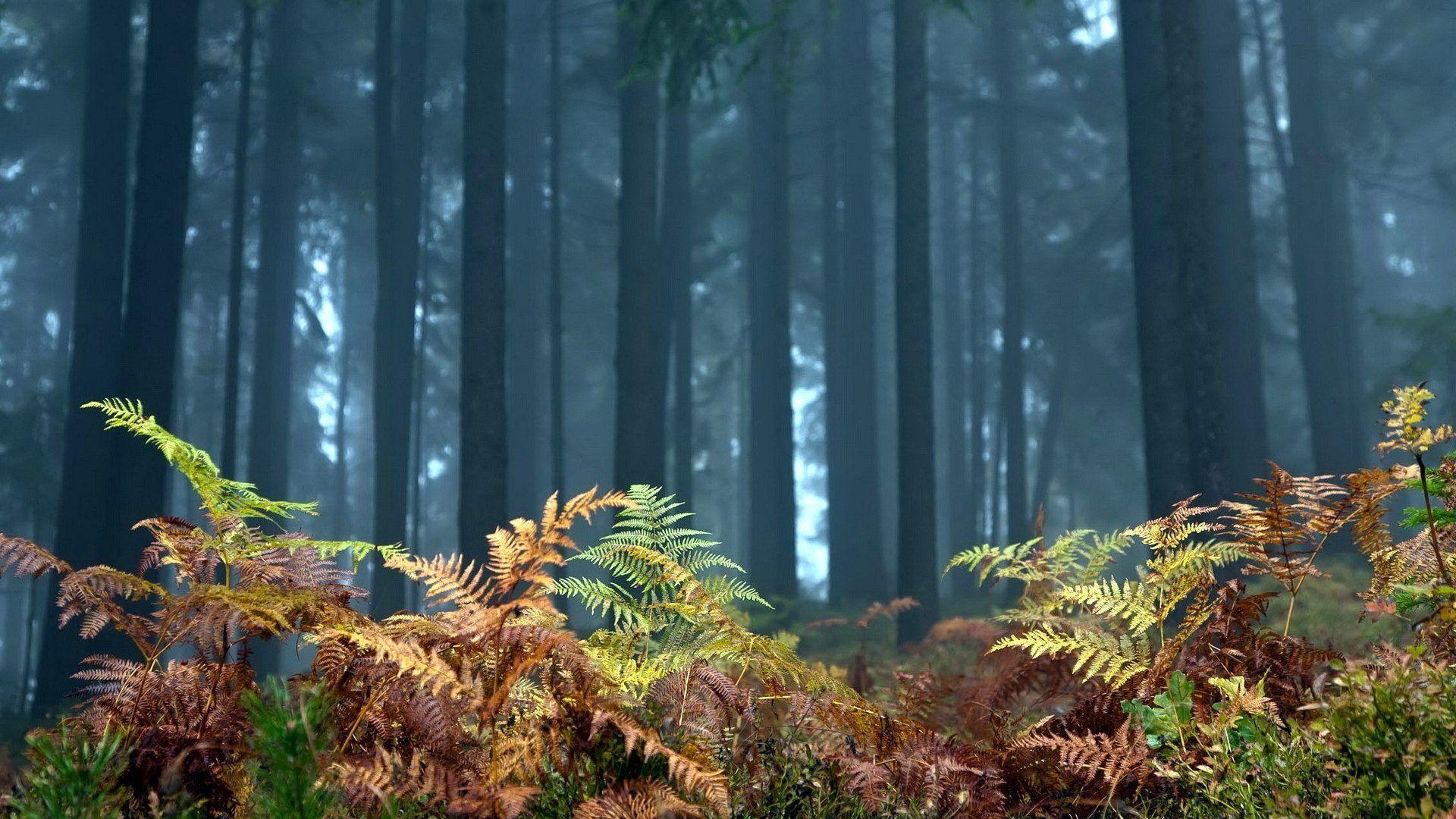 1920x1080 Trees: Green Forest Nature Trees New Free Wallpaper for HD 16:9 High