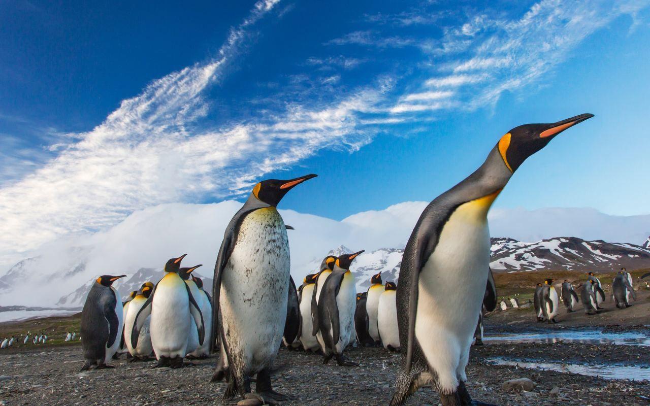 1280x800 Penguins Following Leader Free 4K Download free wallpaper