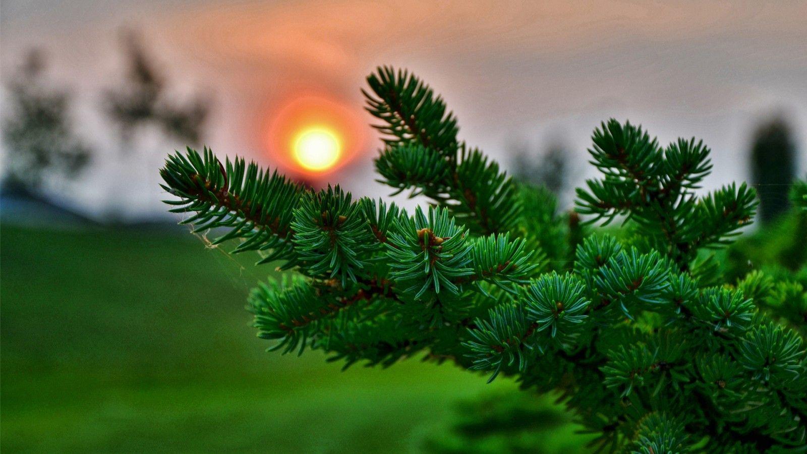 1600x900 Pine twig
