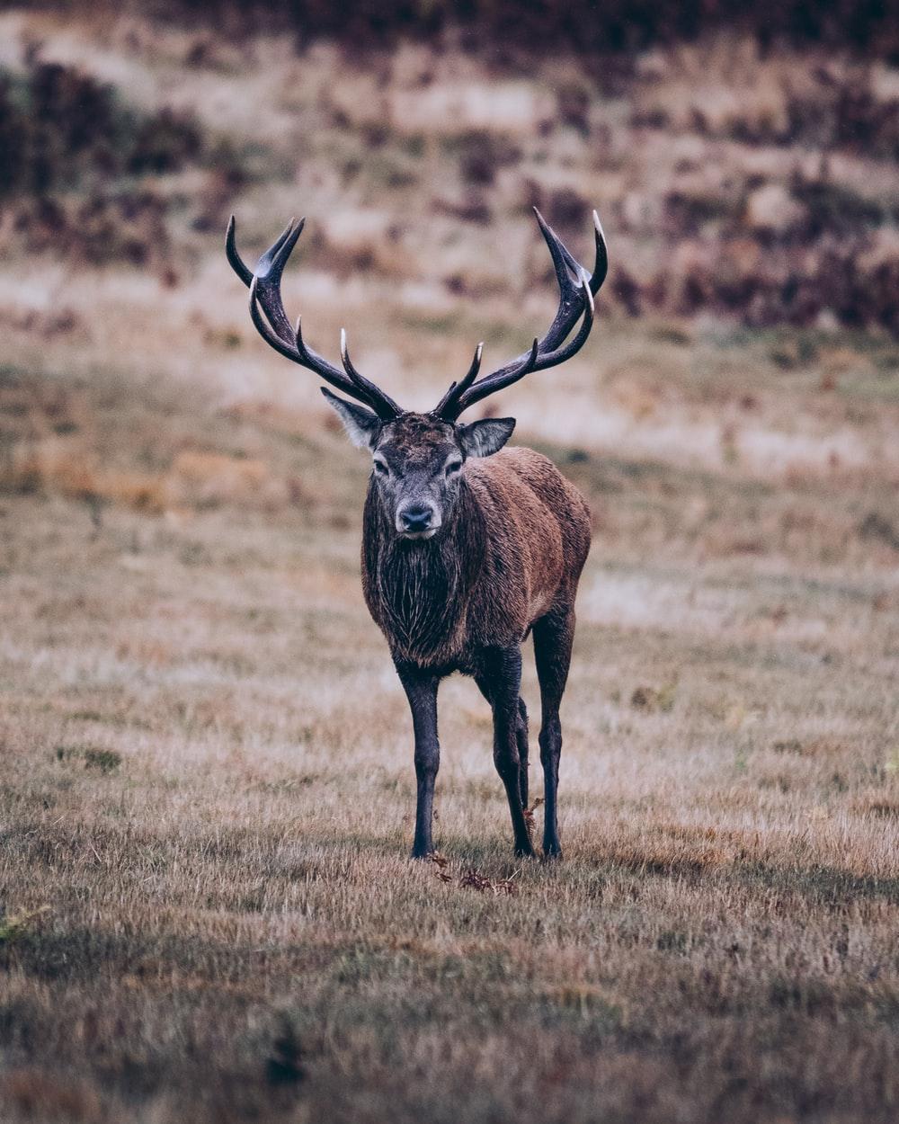 Deer Antler Wallpapers - Top Free Deer Antler Backgrounds - WallpaperAccess