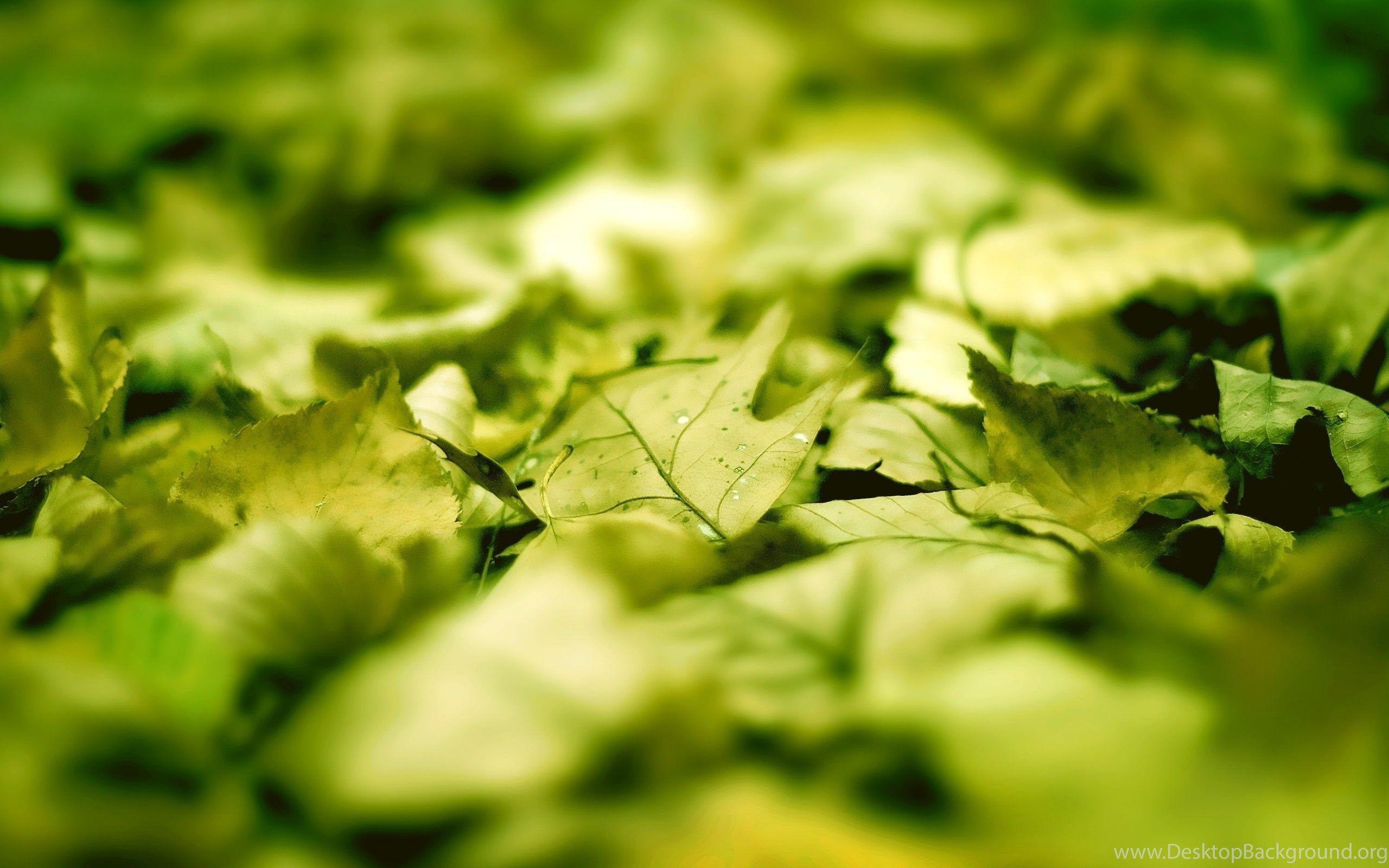 2560x1600 Wallpaper, High Resolution, Nature, Super Macro Photo